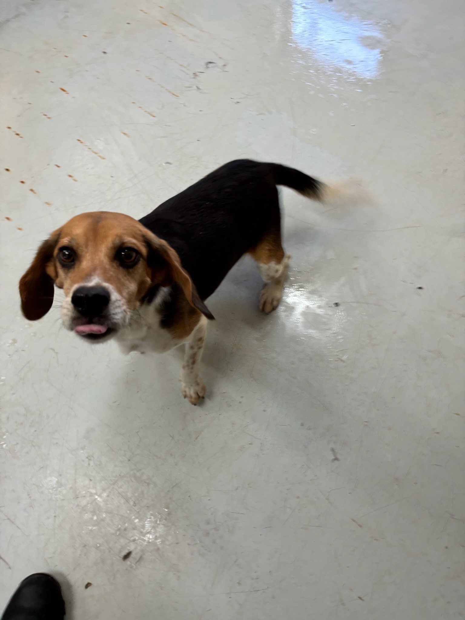 Grover: a tiny stray beagle about 4 years old. He has the cutest face and ears. Animal Control gave him a bath and sent Fonda a picture.