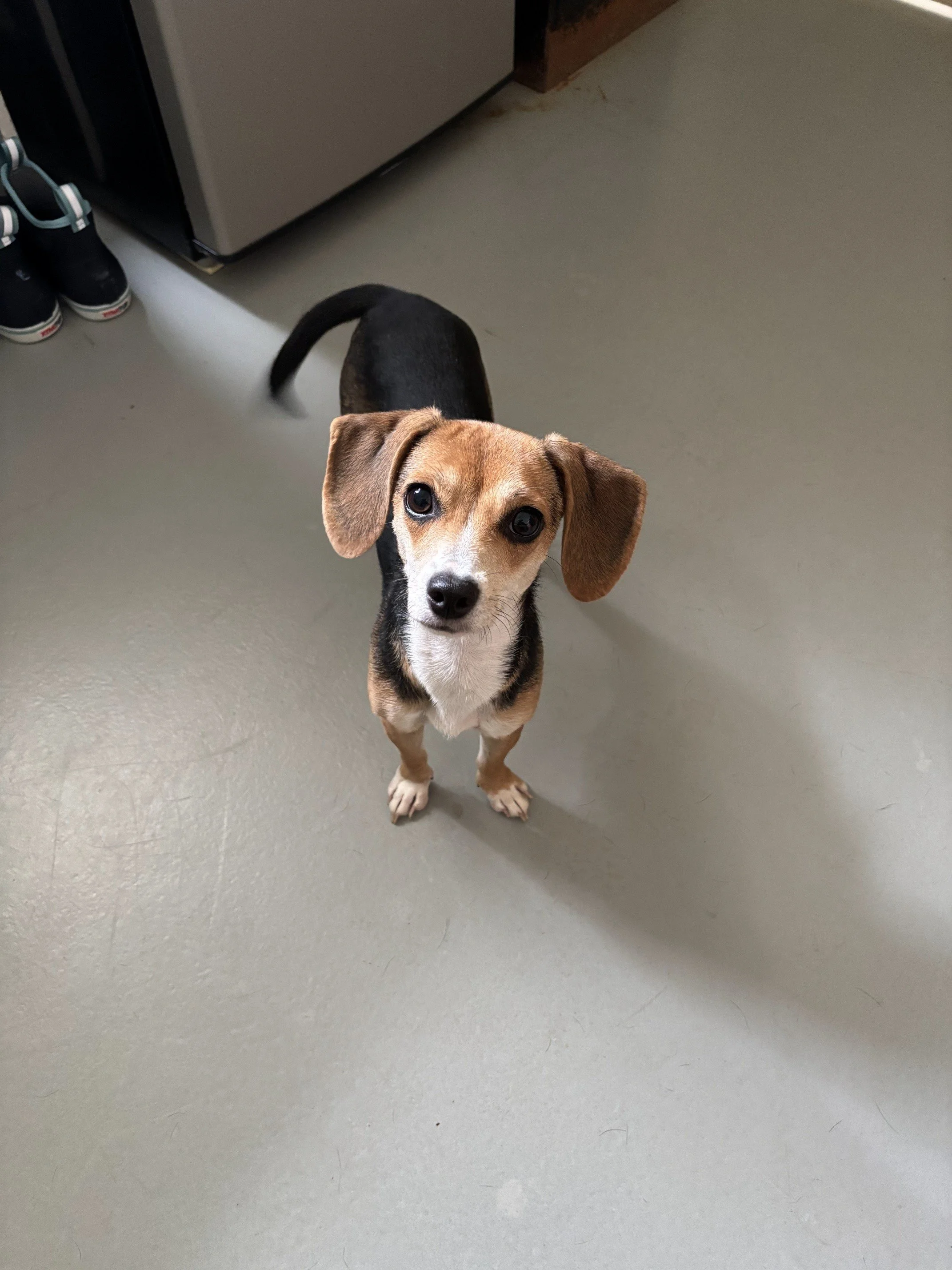 Gigi again, looking adorable!