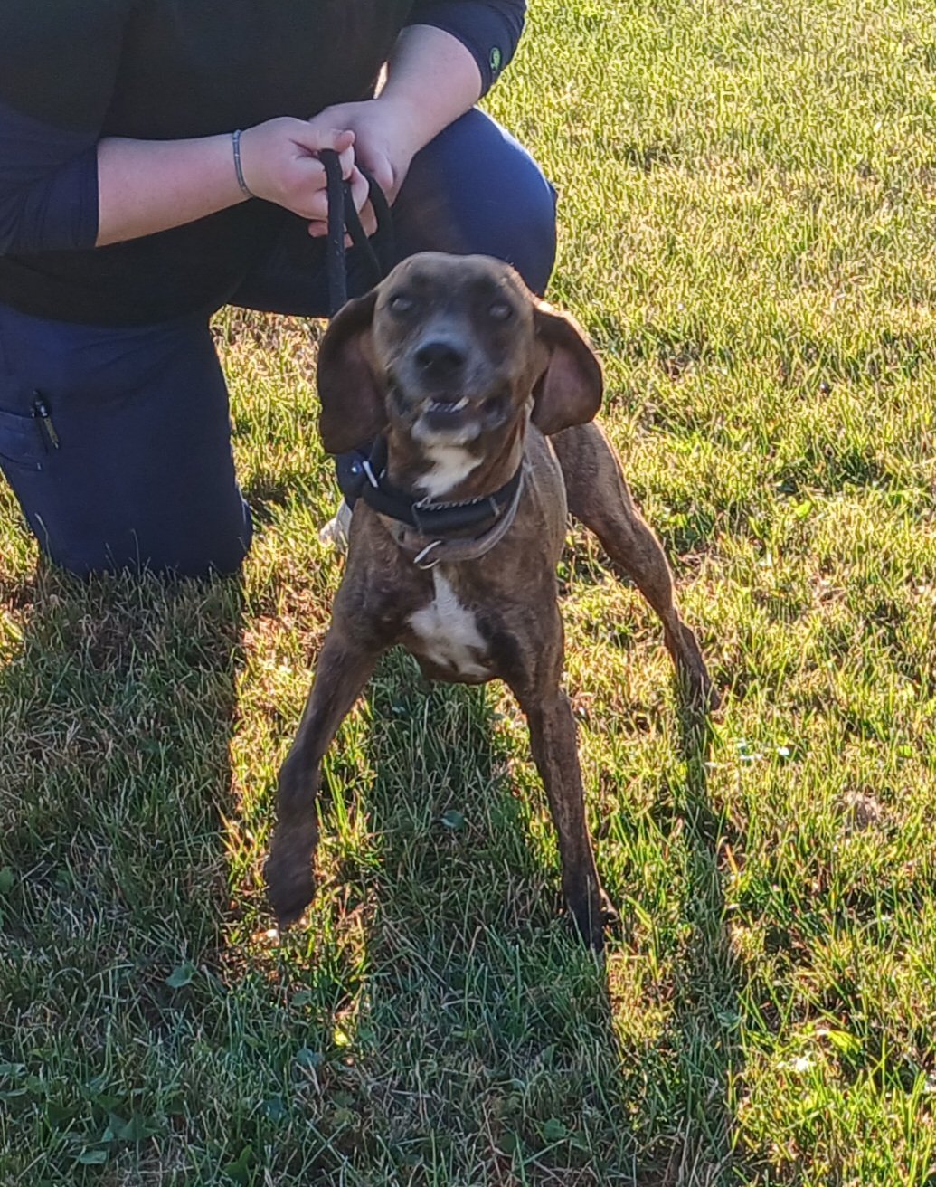 Tina: a sweet momma dog that was picked up as a stray with her 2 puppies. She's only about 18 months old. We think she is a Feist mix with her small frame and bob tail.