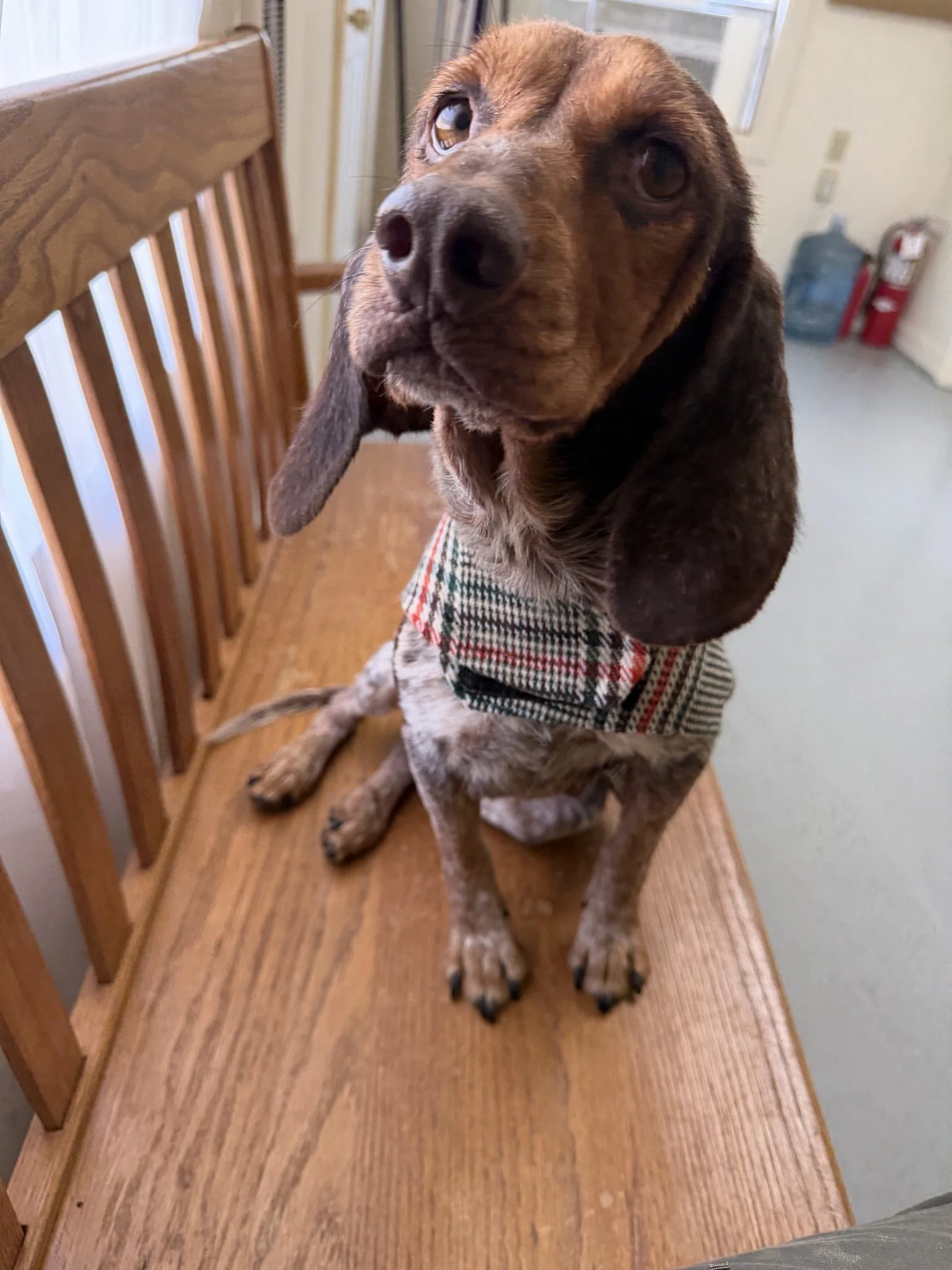 Jolene looking lie a brand new dog!   
Even though this sweet girl had been through so much, and had not felt well, she would crawl into your lap and snuggle as close as she could to you!