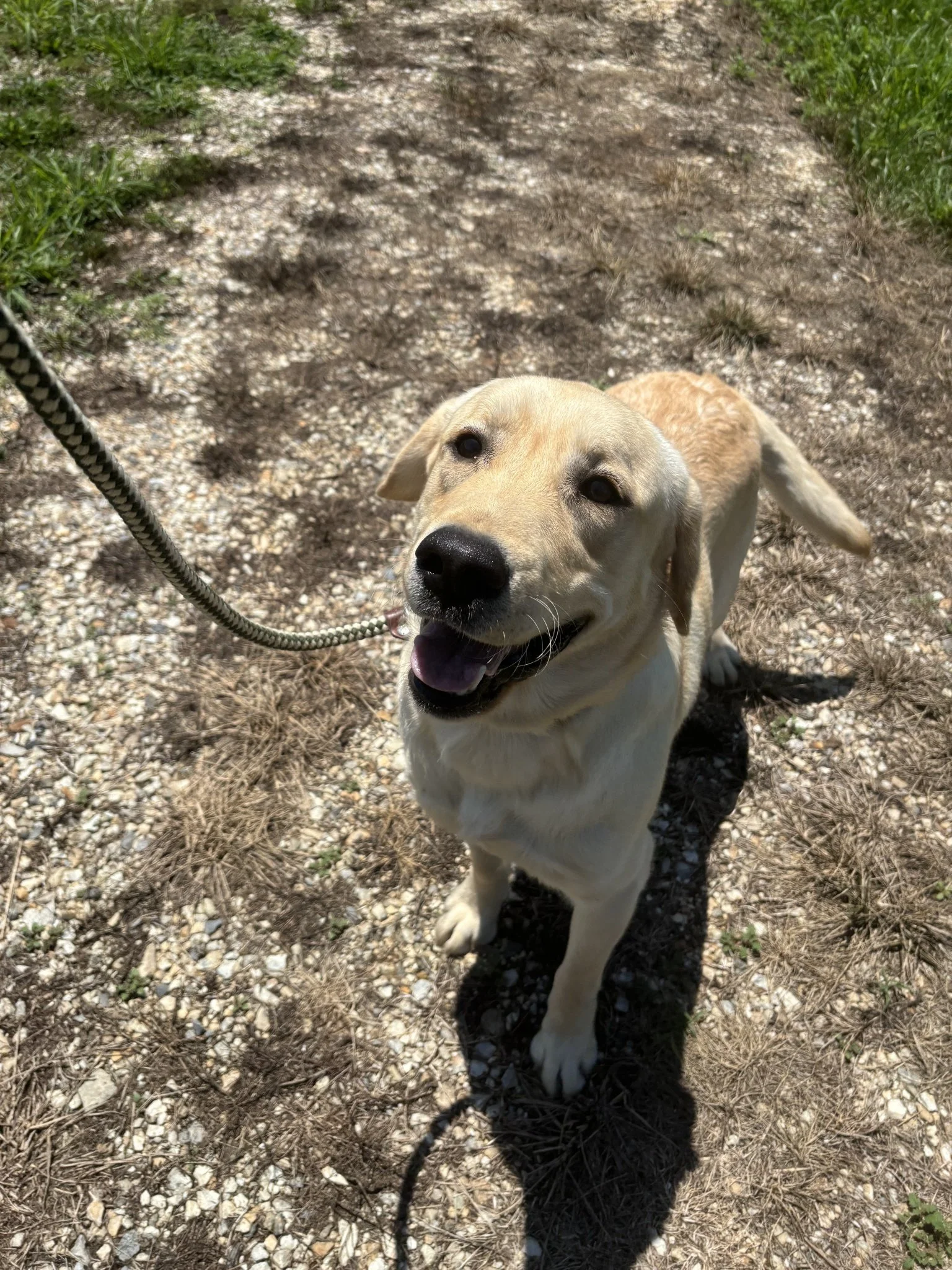 Milo smiling, happy he was rescued!  