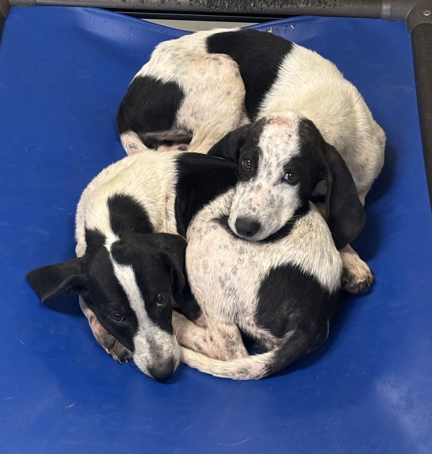 Polly and Popsicle - Molly's 2 puppies, about 13 weeks old.  Sweet little girls with a rough start in life.  Their puppy teeth were in horrible condition due to poor nutrition.  Luckily their adult teeth will come in healthy and strong.