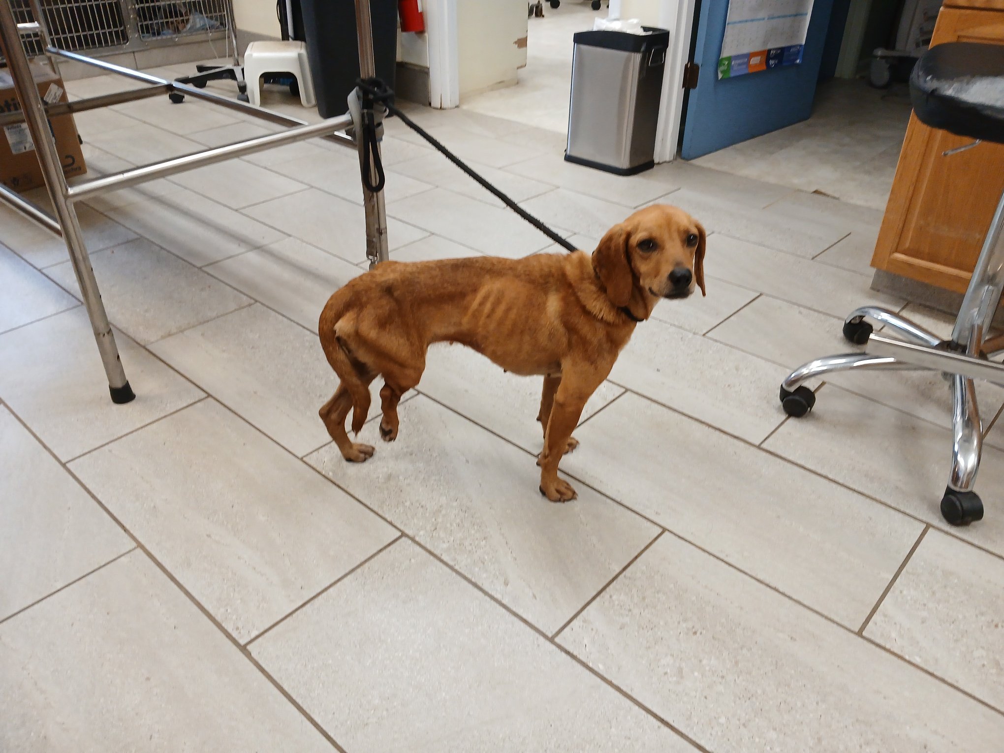 Peaches: An emaciated, injured stray beagle mix picked up by animal control. She's about 2 years old. Her back leg was broken and infected. It had been that way for a while :( HH paid to have her leg amputated. She is healing well and getting al