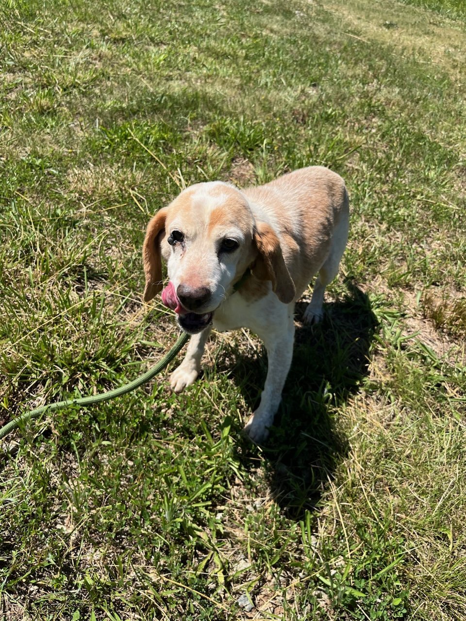 Percy is as sweet as he is cute!