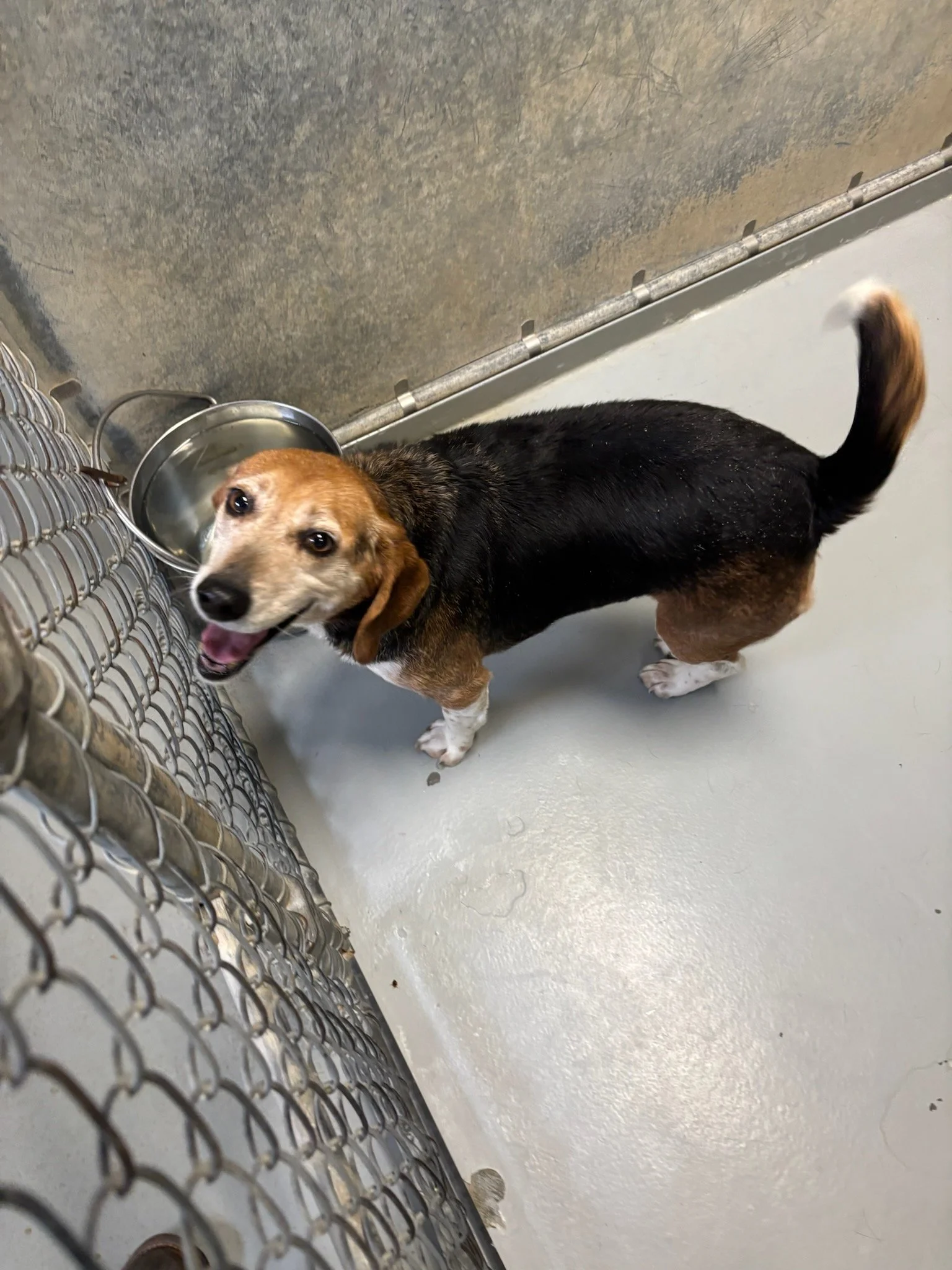 Sheila - one of the sweetest strays you will ever find, about 6 years old.  