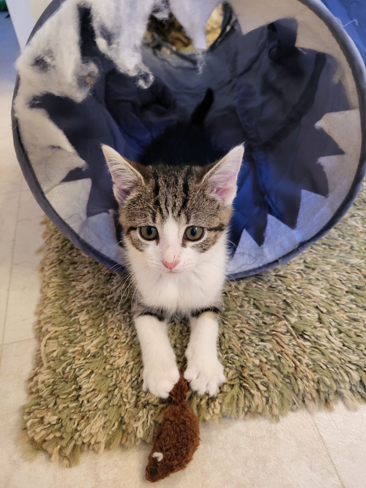 Paulina and Priscilla: 2 sweet little stray kittens about 9 weeks old. Huge thanks to Bonnie Stevens for fostering them and taking these great pictures. ❤️