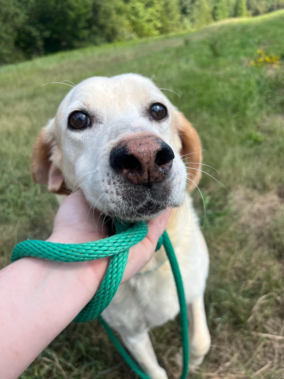 Lester: A beautiful Lab mix