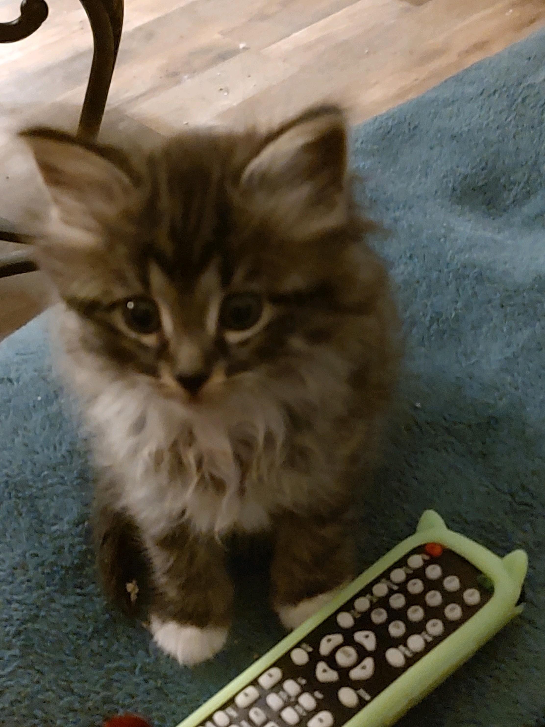 Mayflower, cute and sweet!