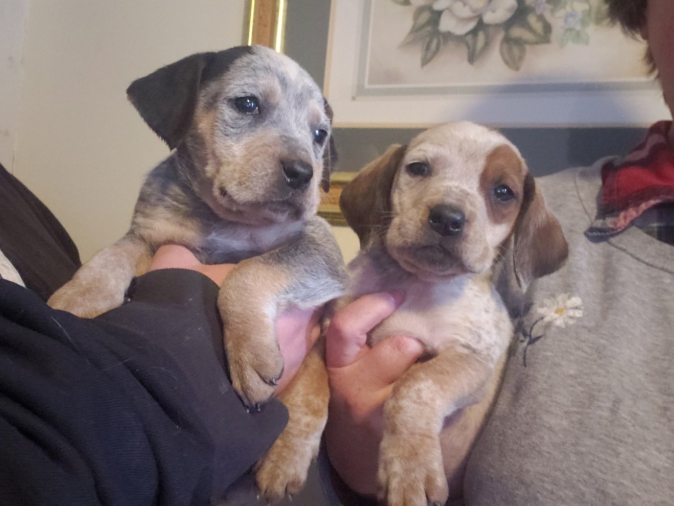 Rosie and Tracker as puppies!