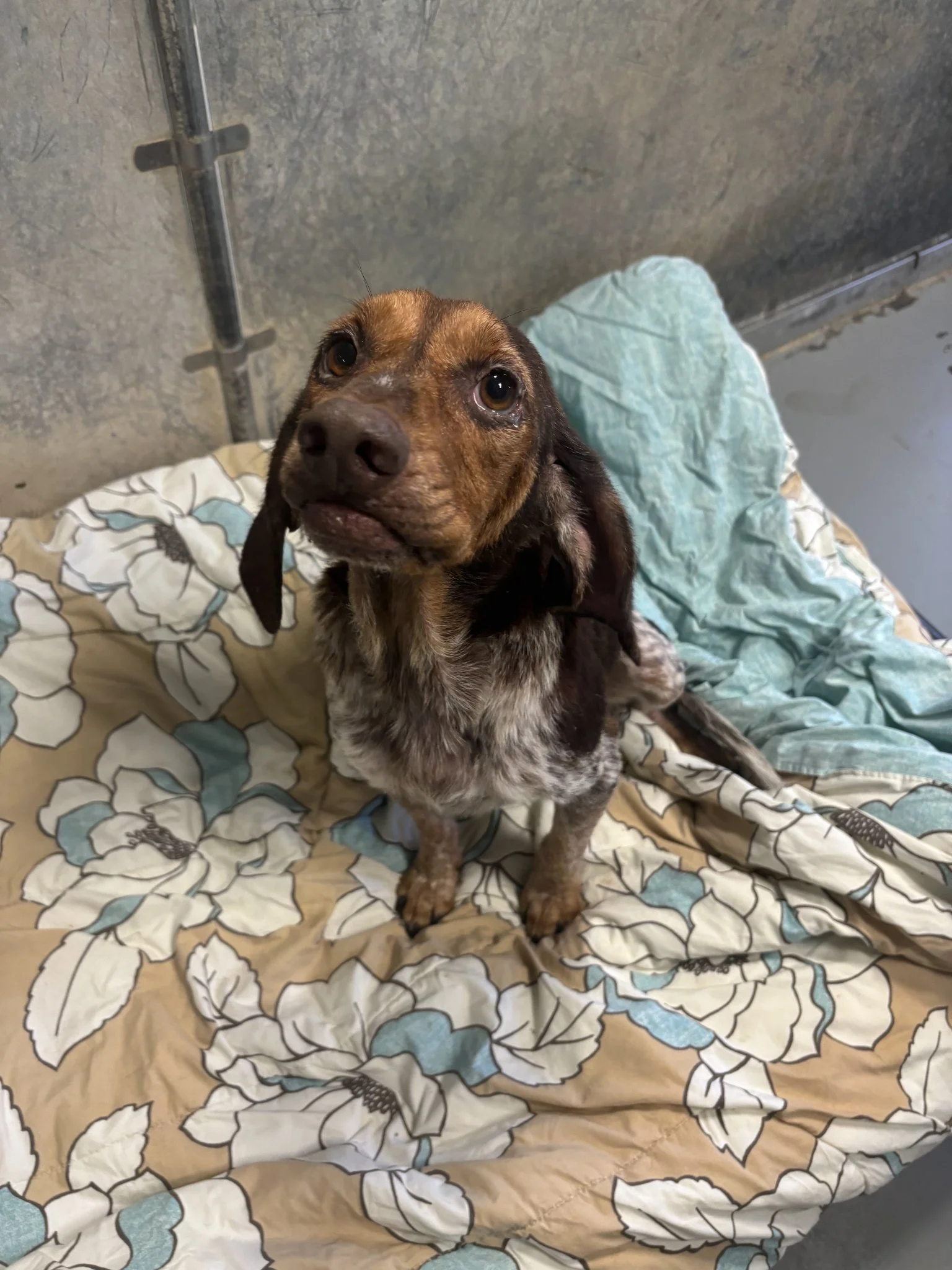 Jolene - Her ears were treated, she started her antibiotics, and she had 2 medicated baths.  Her hair is growing back and she started to flourish in her "foster to adopt " home!