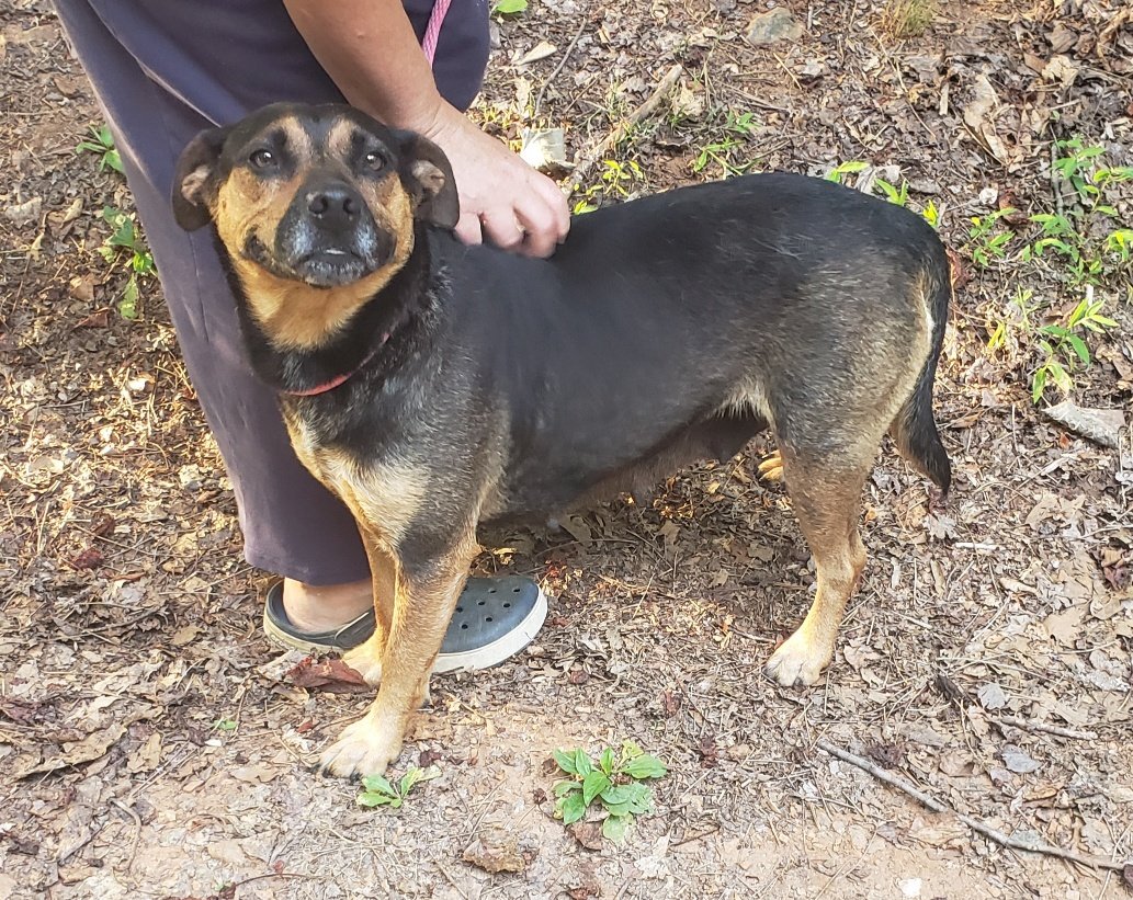 Goldie is a very sweet dog, 100% housebroken and a joy to walk.