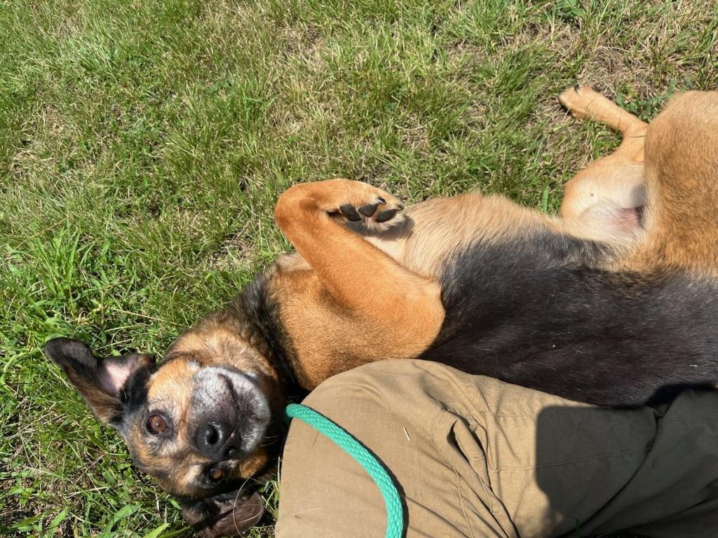 Barney ready for a tummy rub!