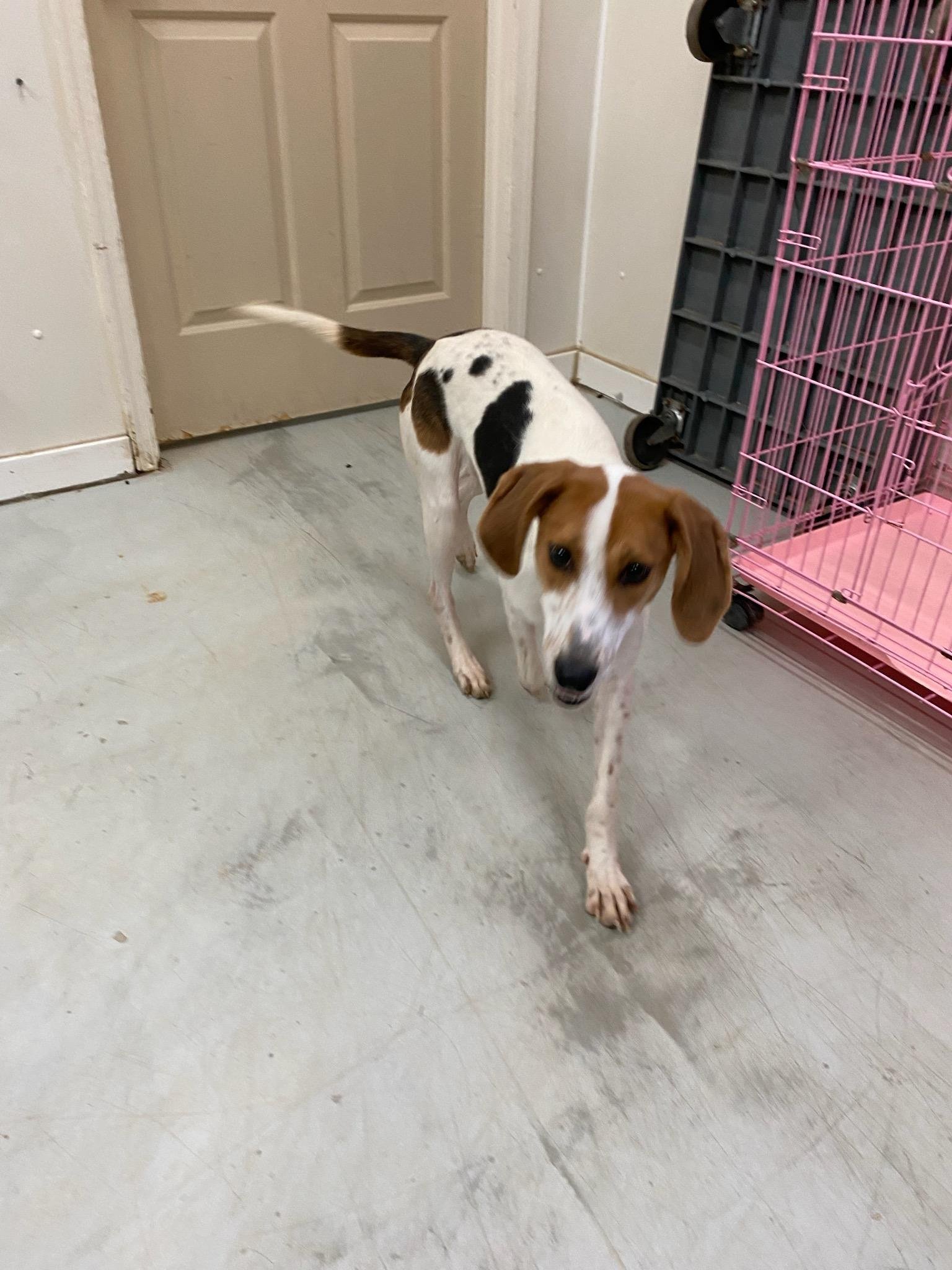 Elinor: A stray beagle/hound mix about 2 years old.