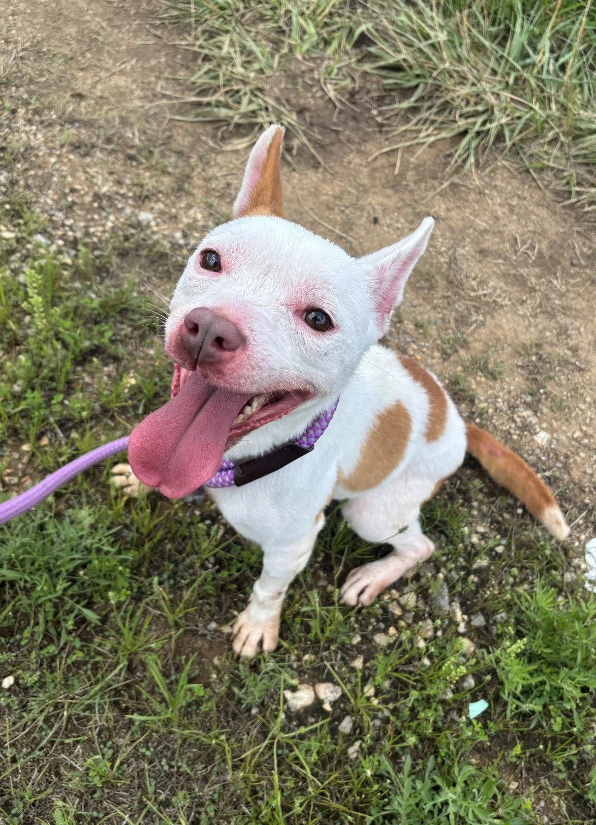 Zara was feisty and on guard when she came into Animal Control, but turned into a little sweetheart during her stay there.  