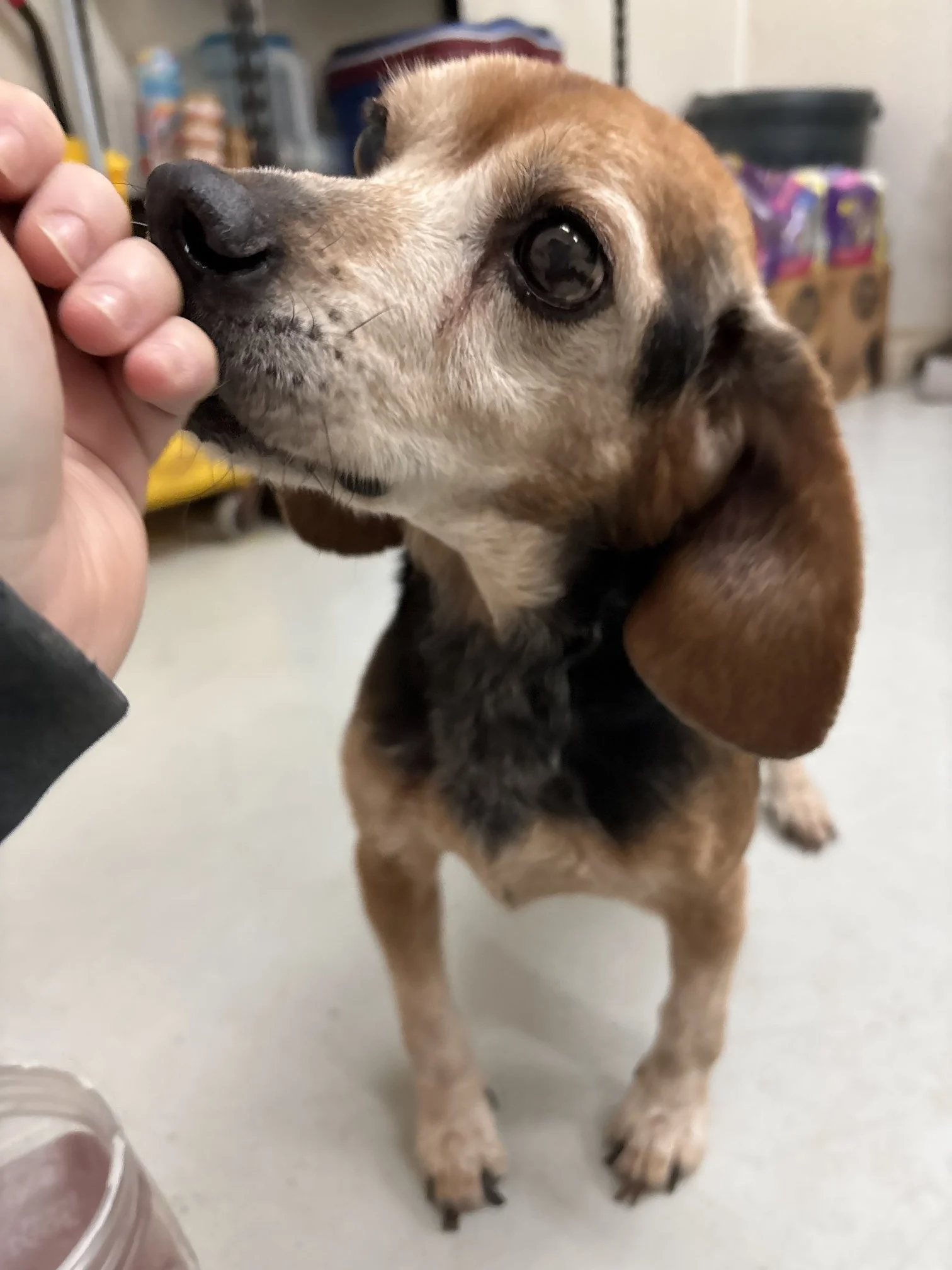 Pete - a stray spunky old beagle that's at least 10 years old.  He's 20 pounds of cuteness, that has stolen everyone's heart.  Miranda, from animal control, took these excellent photos of him.  Hopeful Hounds took him home December 23 so he wouldn't 