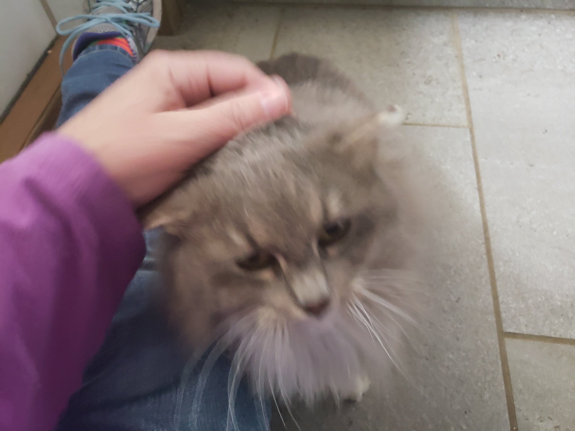 Henrietta: A beautiful stray cat about 8 years old. She was found near a road and was very lethargic. Her finder called Animal Control and they agreed she should go straight to the vet. Her long coat was covered in mats. She was dehydrated, had a