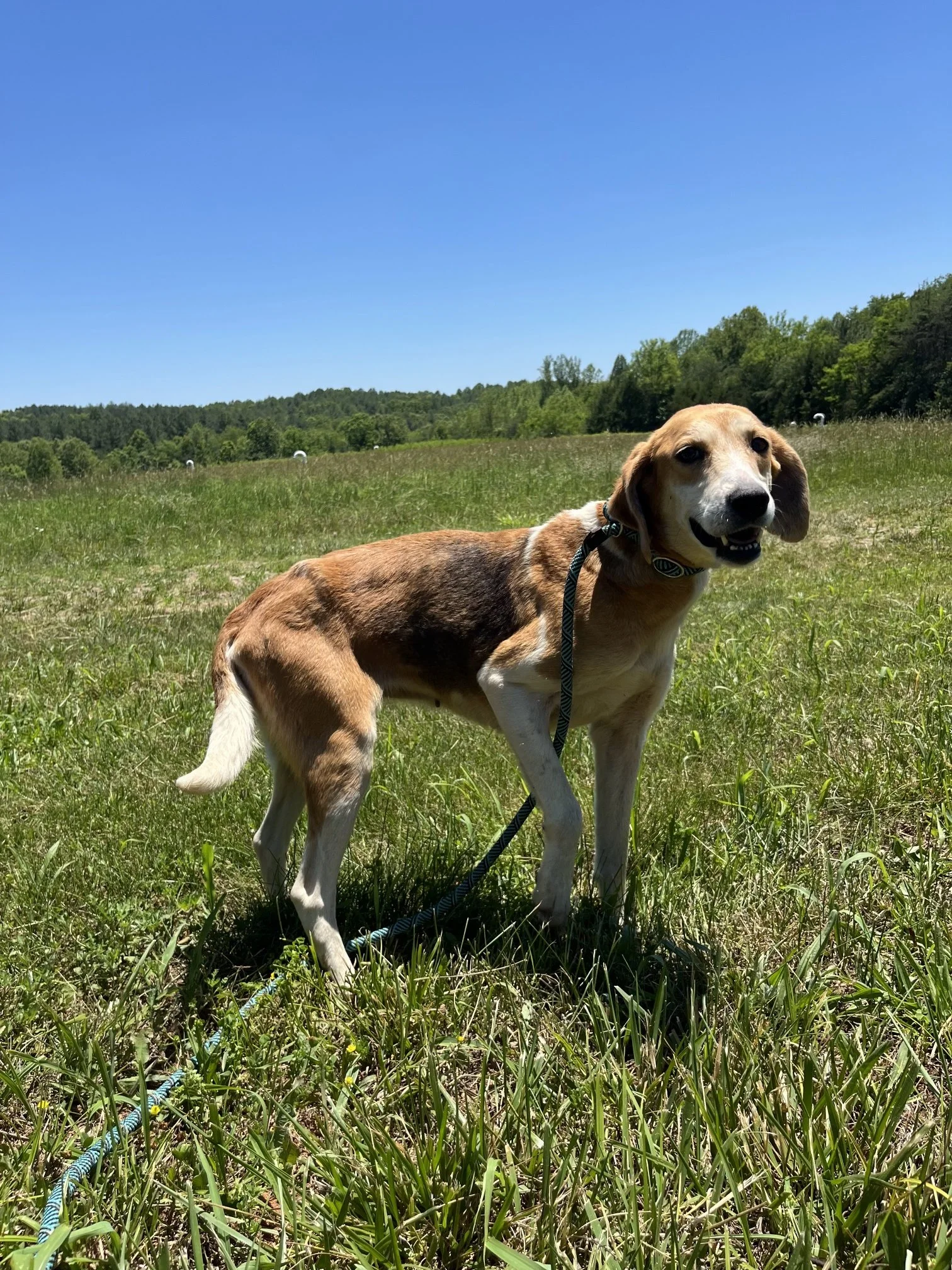 Nellie - a sweet little foxhound girl about 6 years old that was brought in as a stray. 