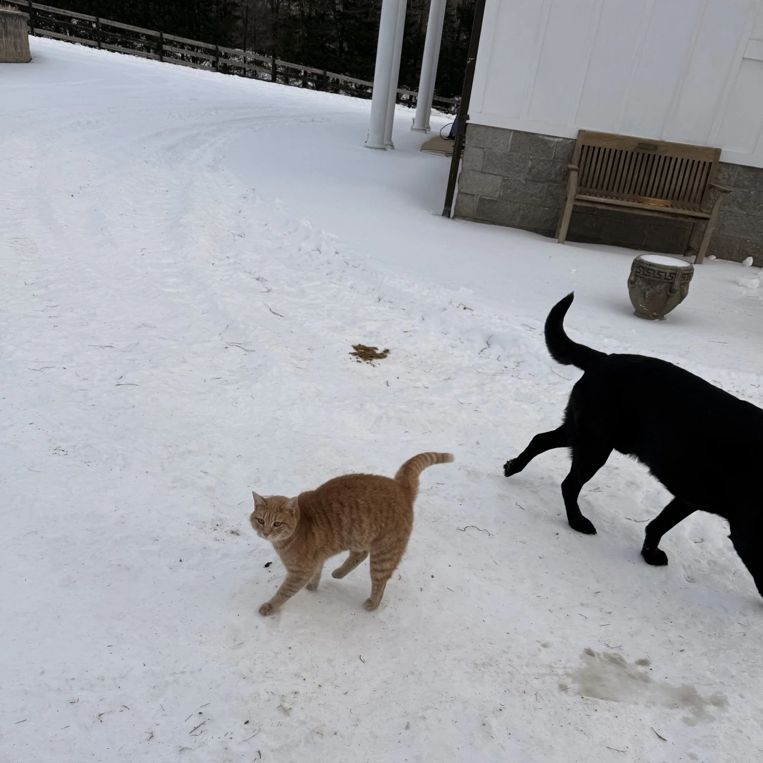 Butterscotch outside with his canine companion! 