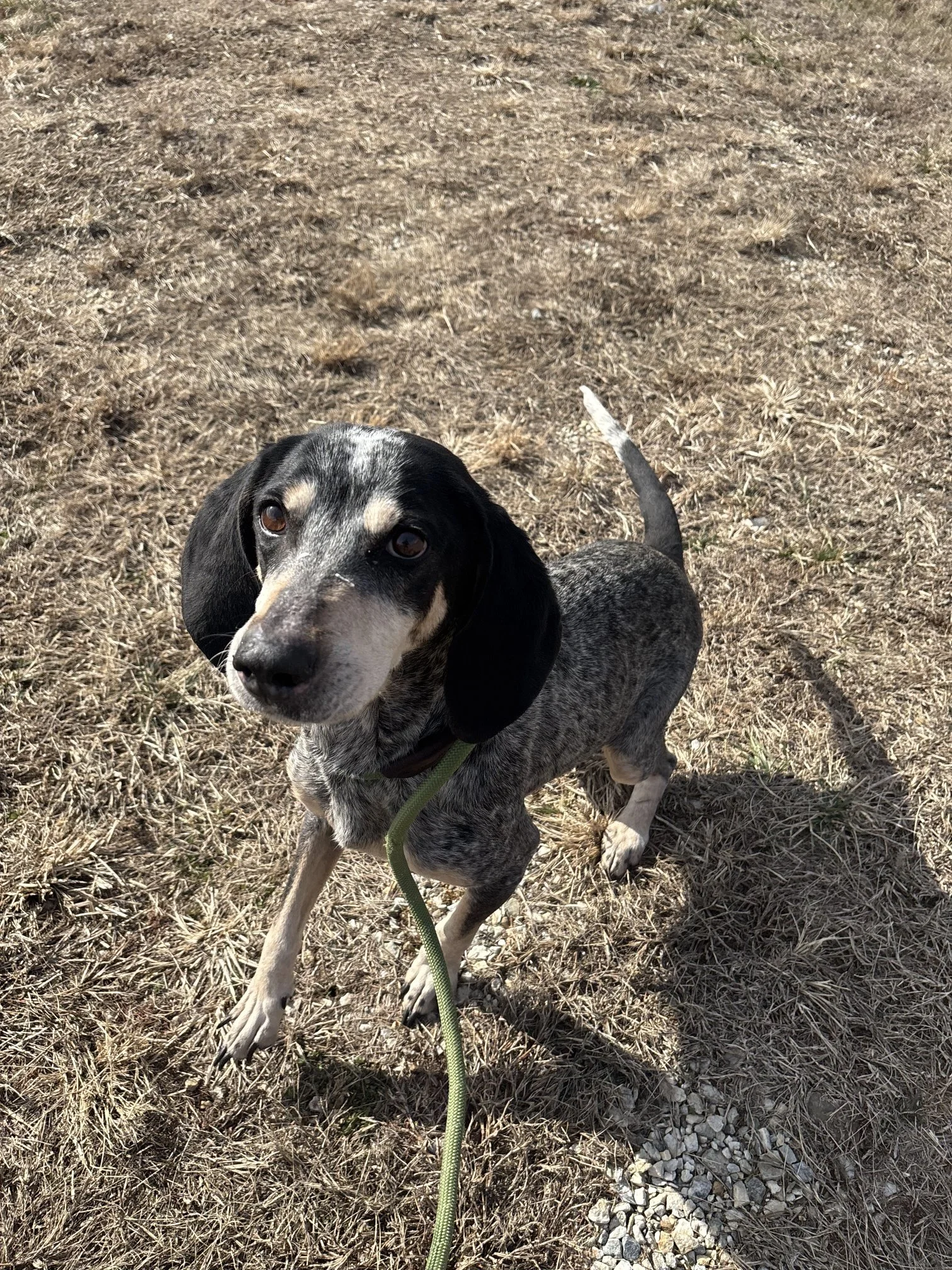 Brie - a stray bluetick hound about 3 years old.  She was very clean, walked well on a leash, and seemed to be housebroken.