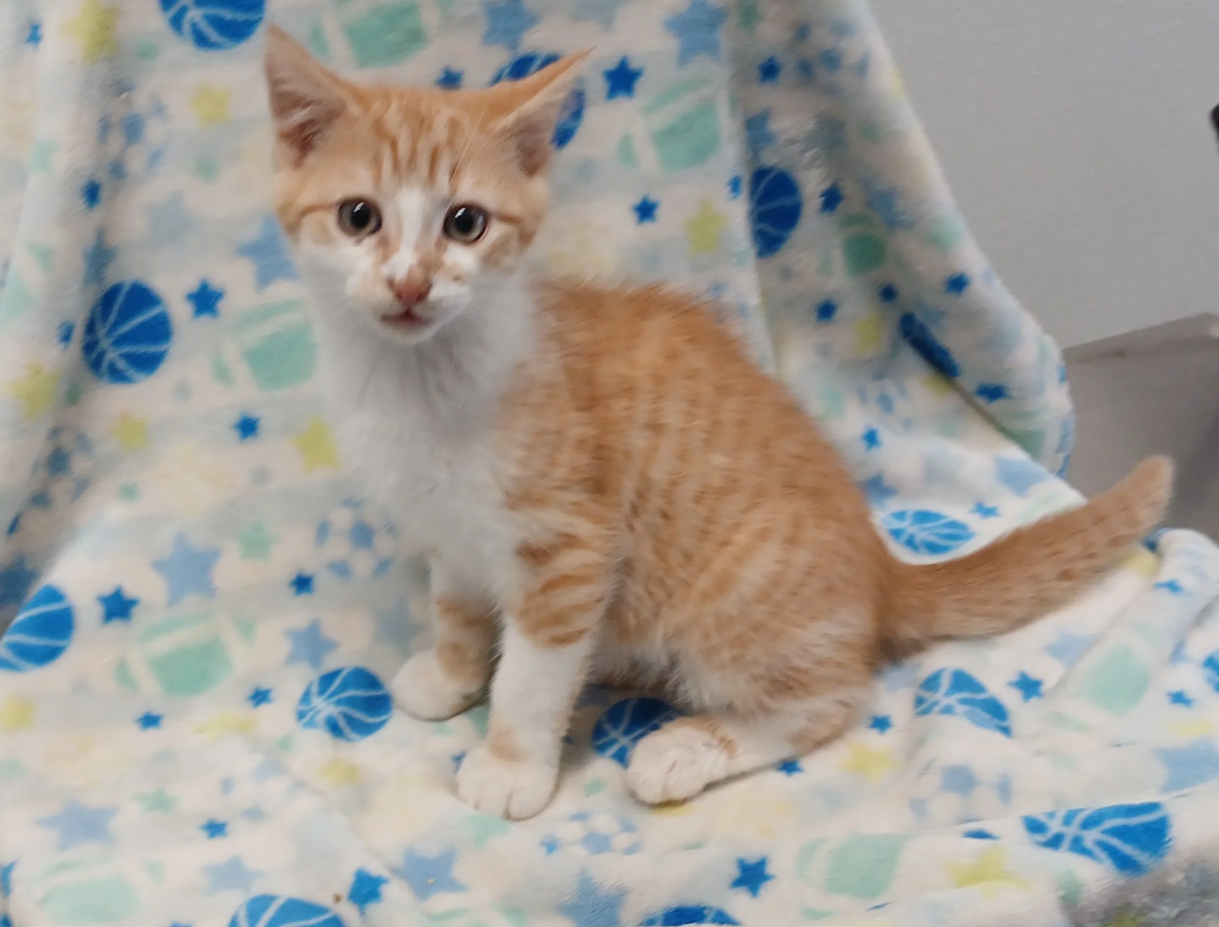 Crackerjack, Popcorn and Triscuit - 3 little stray boy kittens brought to us by a good Samaritan.  This is Crackerjack!