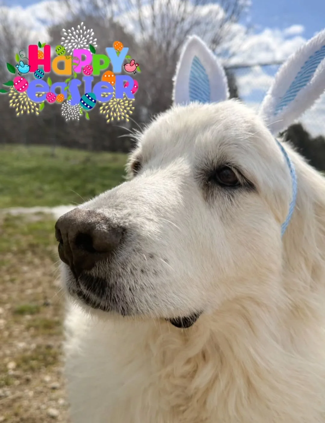 Kora - March 2026 -She is so beautiful, she could be in commercials.  Kora starring as an Easter bunny! 