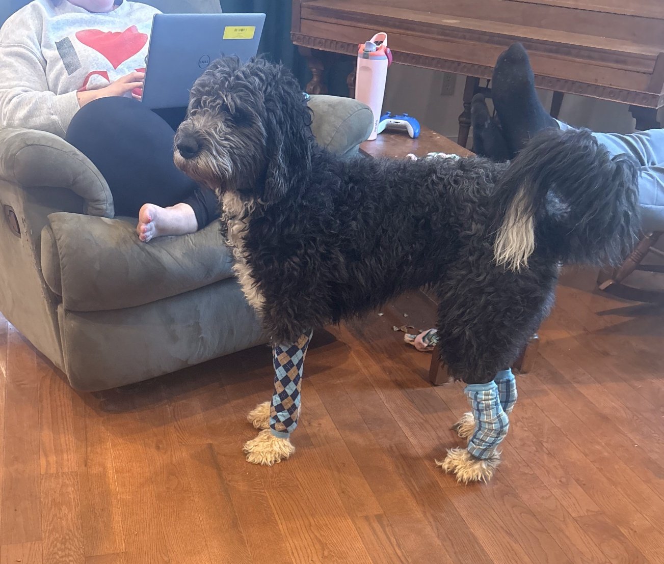 Tilly prancing around in her leg warmers, also from the HH yard sale. 