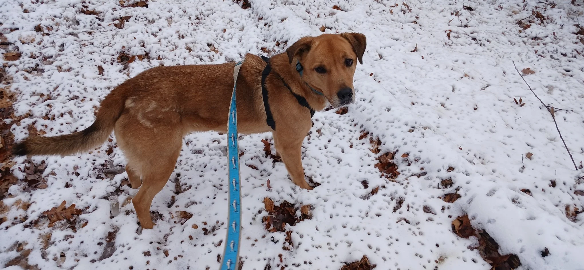 Mako enjoying the snow!
