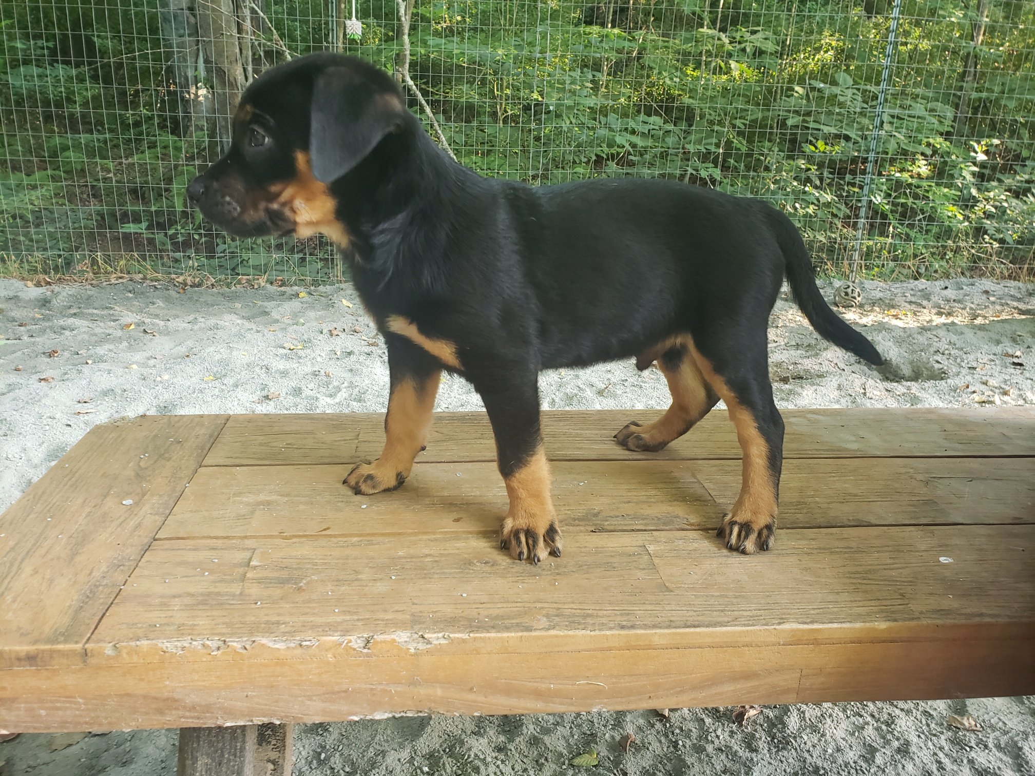 Gulliver: Goldie's son! Very handsome!