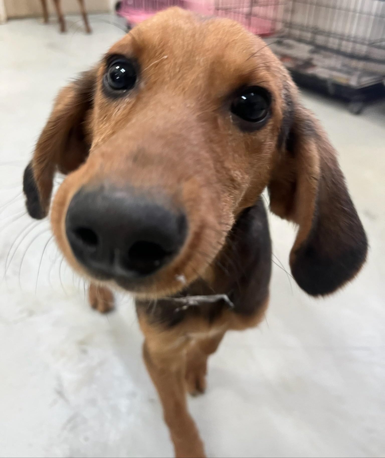 Max looking handsome and curious!