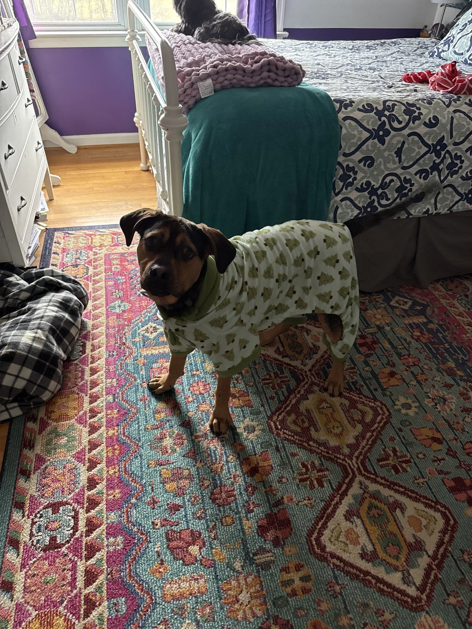 Hugo found some cute Christmas PJs at our yard sale!
