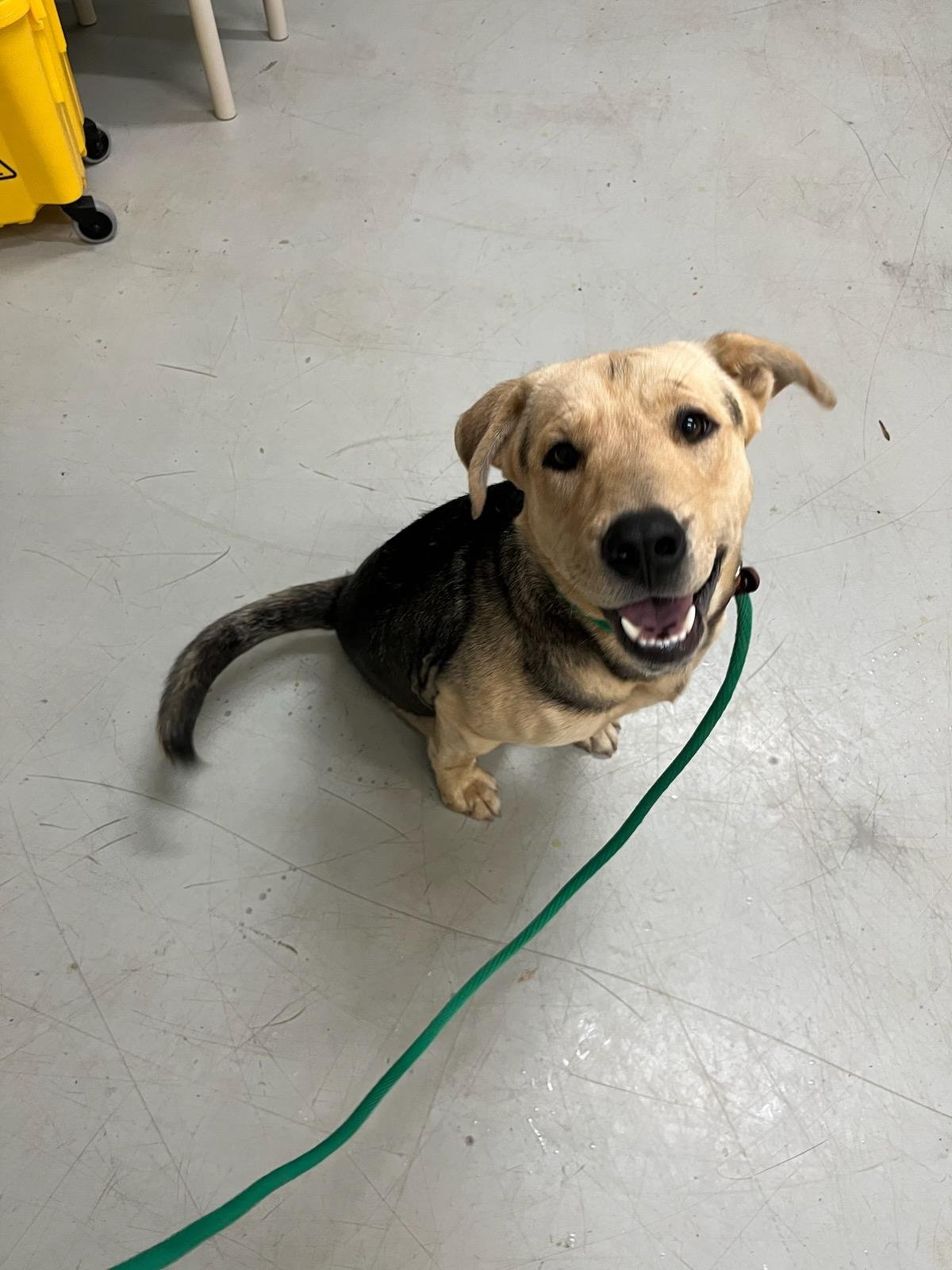 Michael: Shepherd mix - 1 year old. Very sweet and loves everyone.