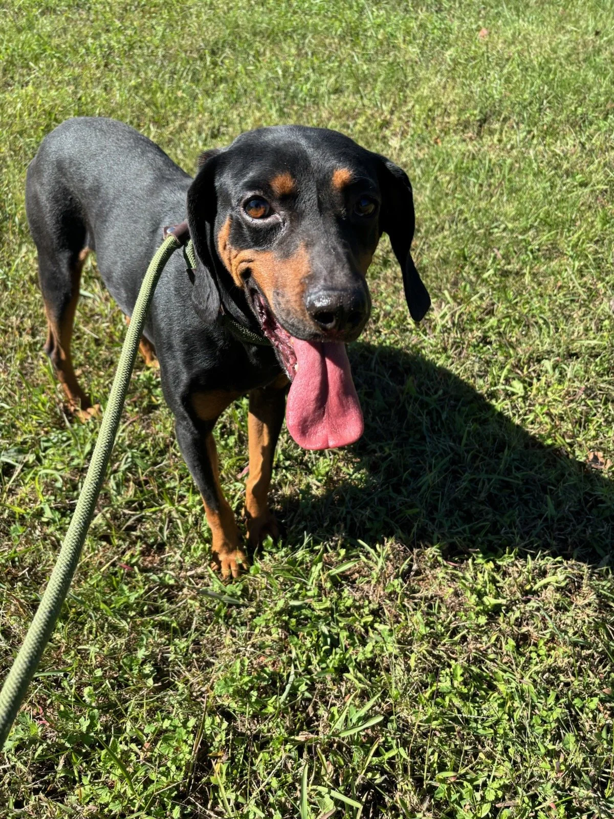 Lincoln - a small black and tan hound mix,  about 5 years old.  He was a goofball that loved to run and play.