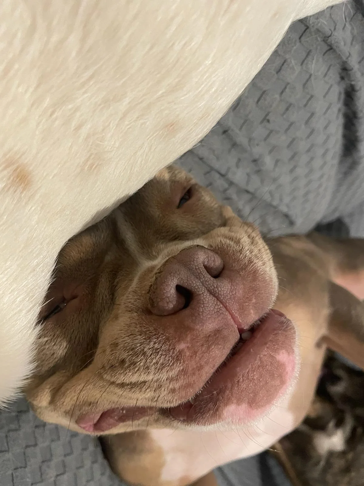 Bailey - formerly Birdie - February 2022, being a clown as usual.