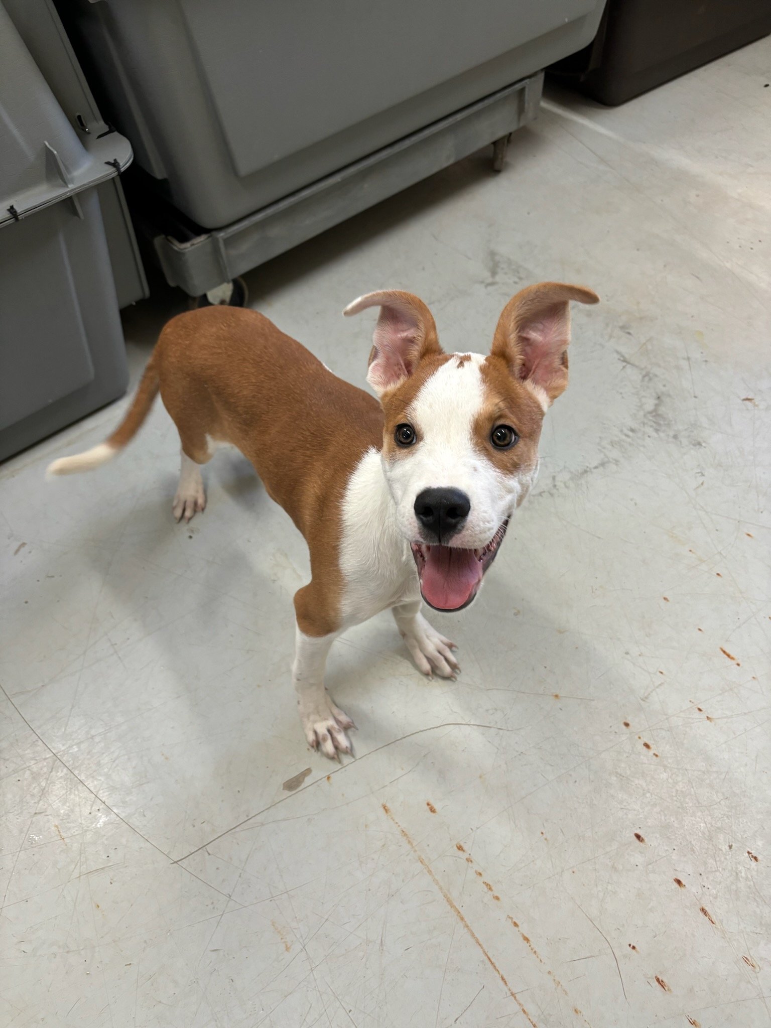 Joey again. Look at his cool ears!