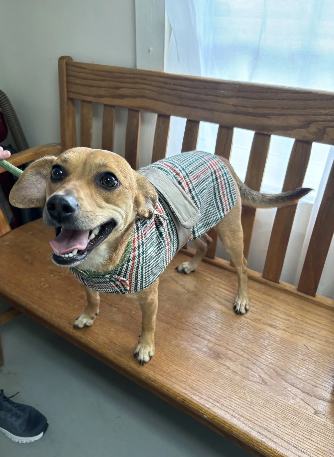 Puddles is happy to get attention.  She is desperately looking for love and ready to be cuddly. 