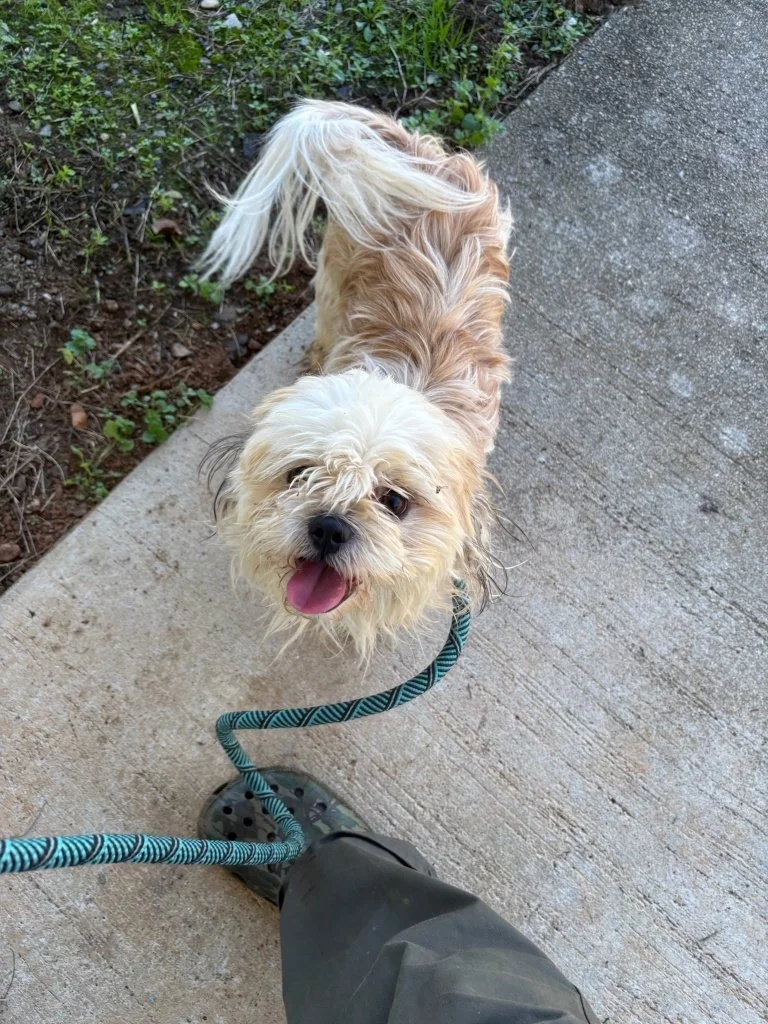 Noodles - a matted, flea infested little 14 month old shih tzu picked up by animal control.  This is the photo before his bath and hair trim!