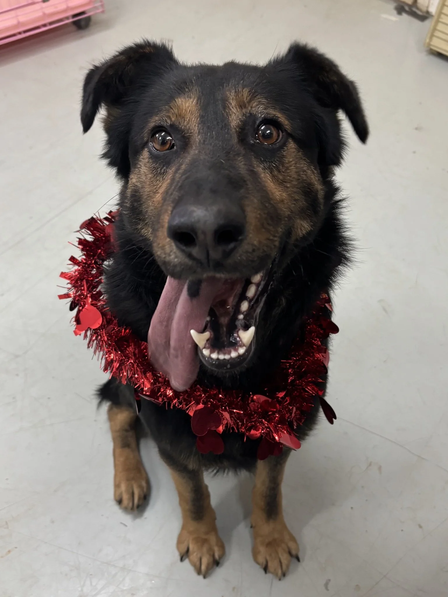 Vinny looking very friendly and handsome!