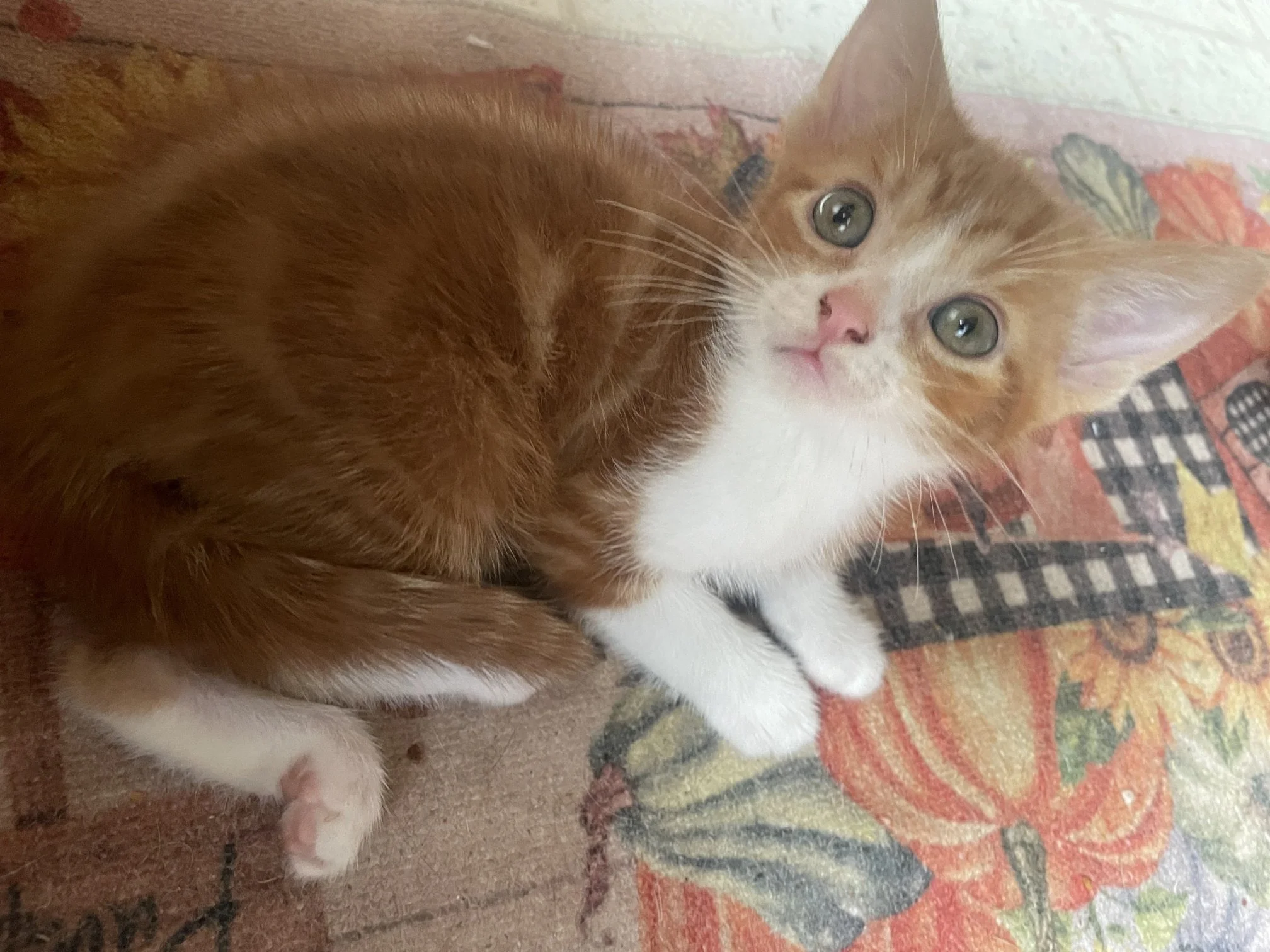 Deacon is adorable with his dark orange swirls. 