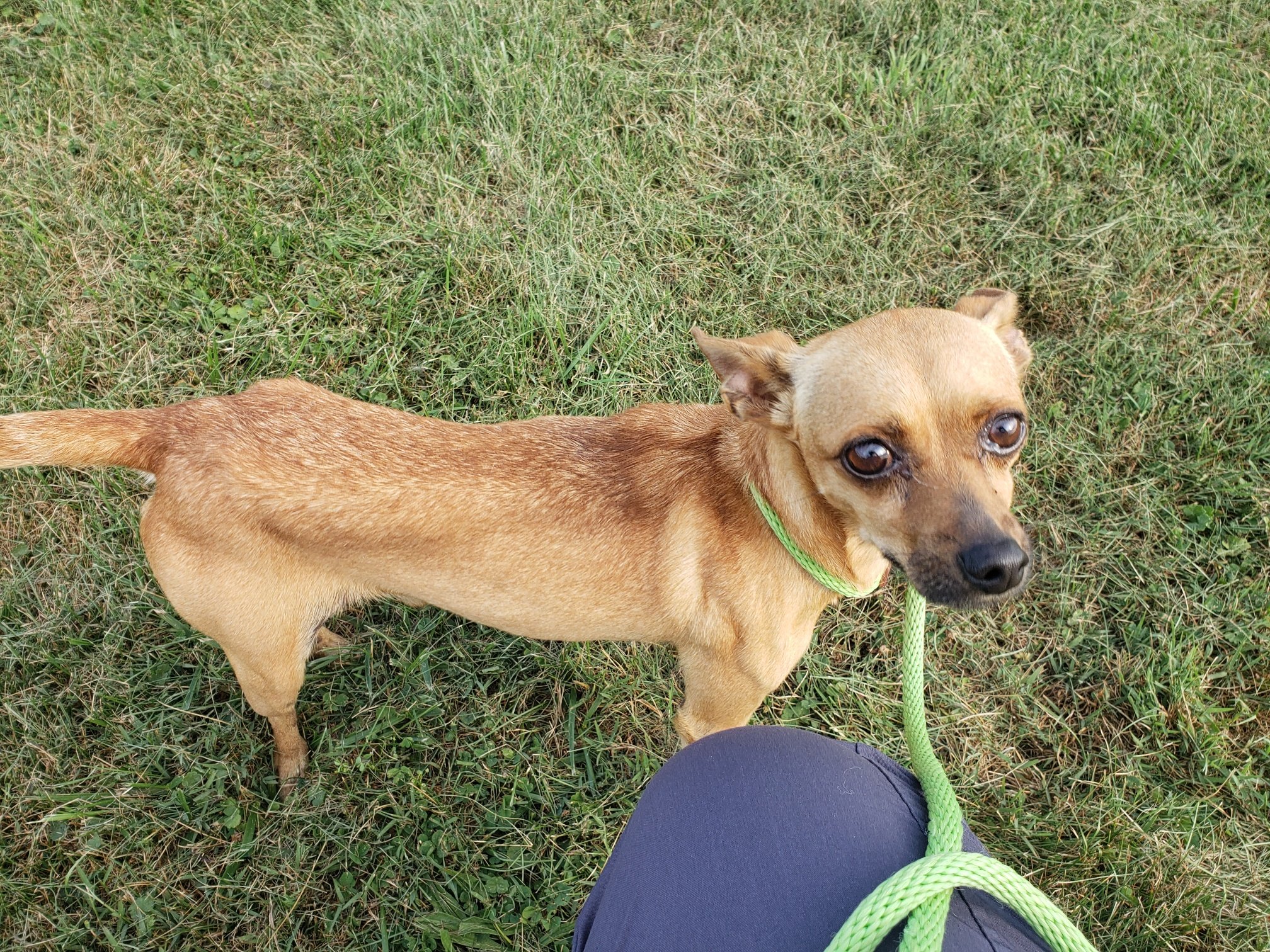 Rufus looking thin and scared.