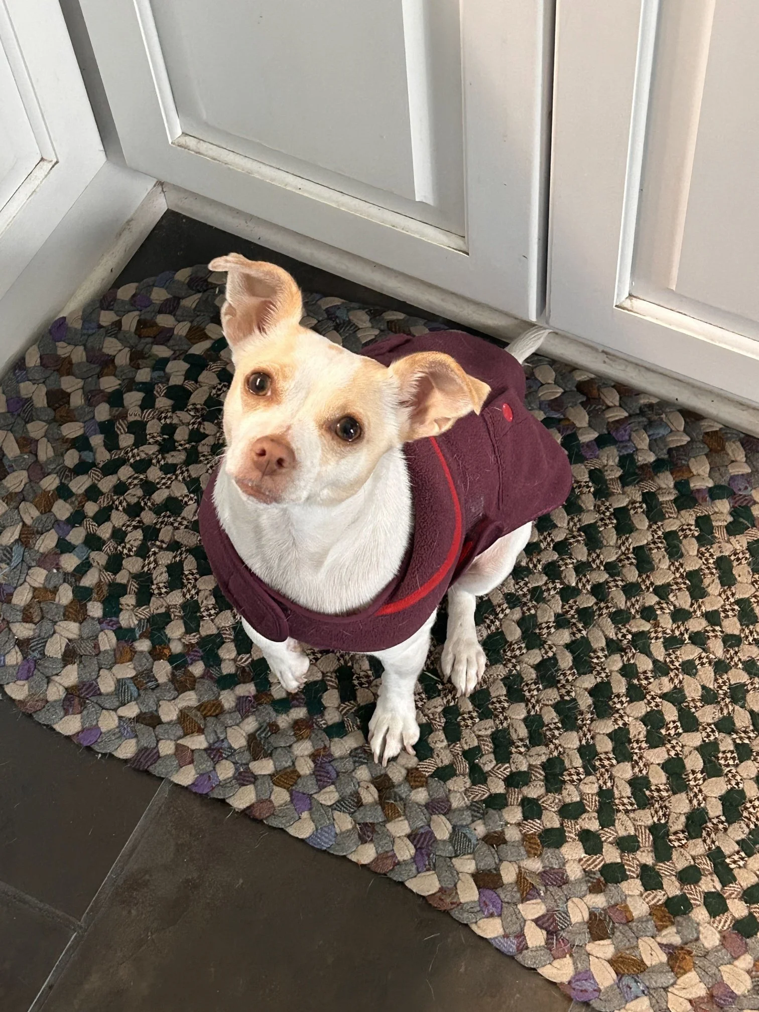 Hazel - September 2025 -  Looking beautiful in her red sweater!  