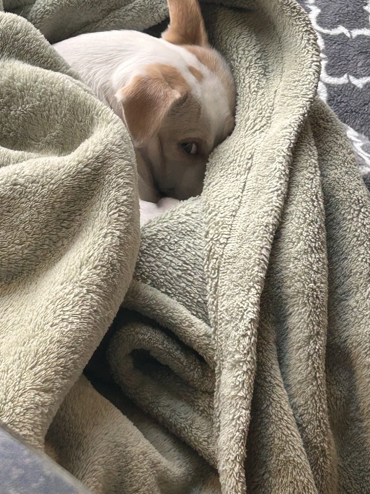 Hazel - snuggling in blankets!