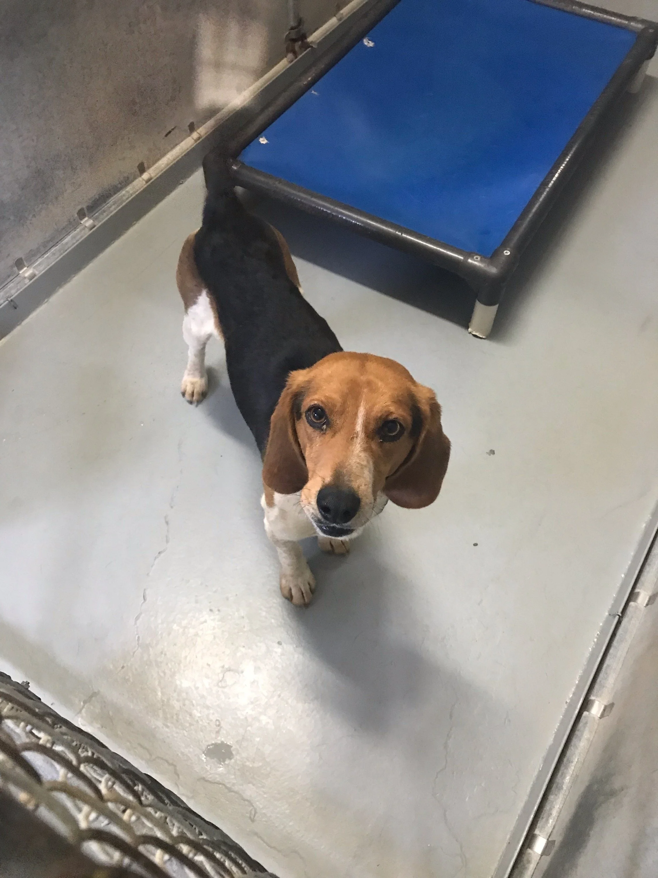 Fred: Beagle