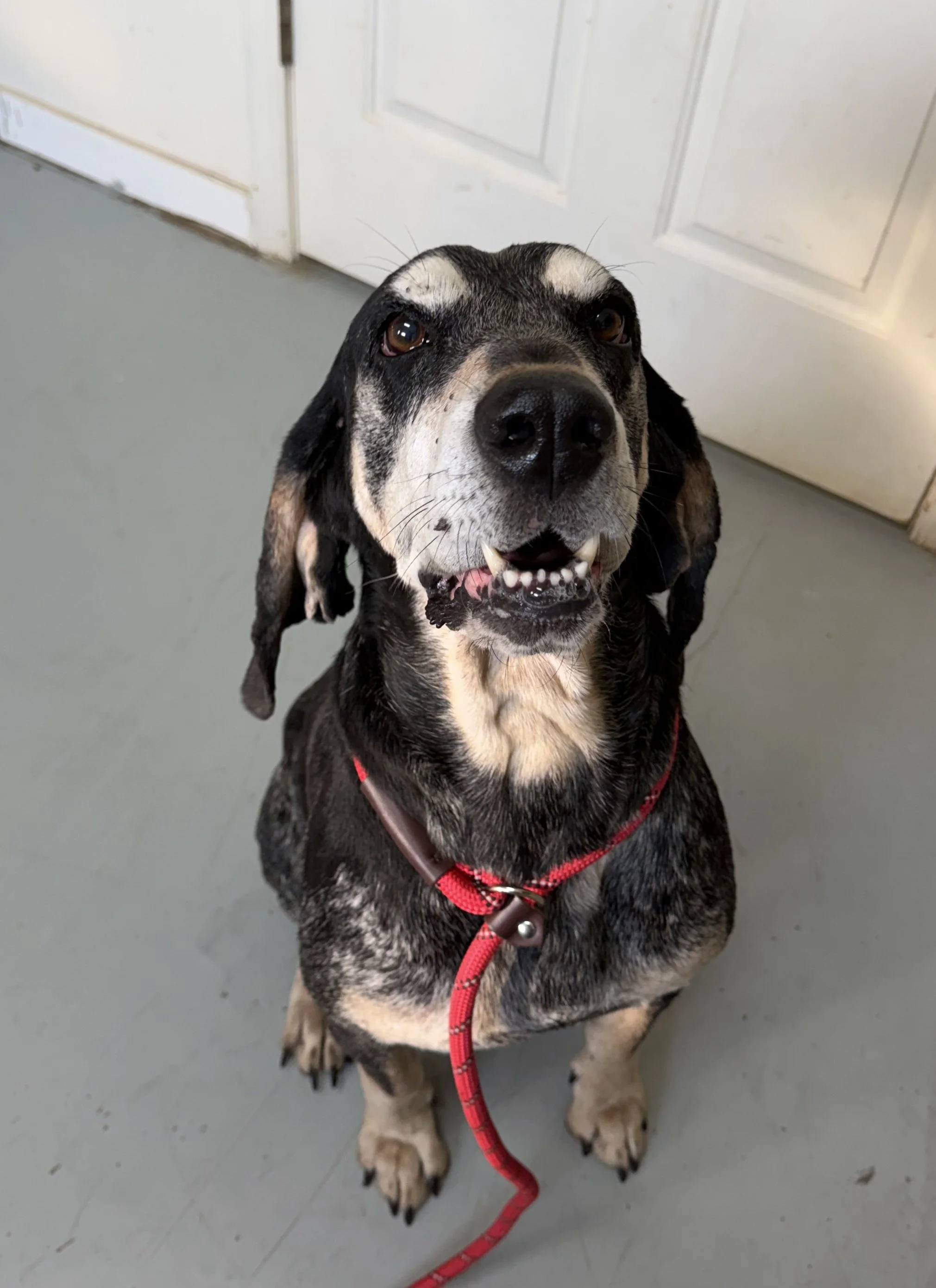 Jimmy - a giant stray bluetick hound, weighing over 70 pounds.  Super sweet, well behaved, loved to "shake hands" and be with his person.   