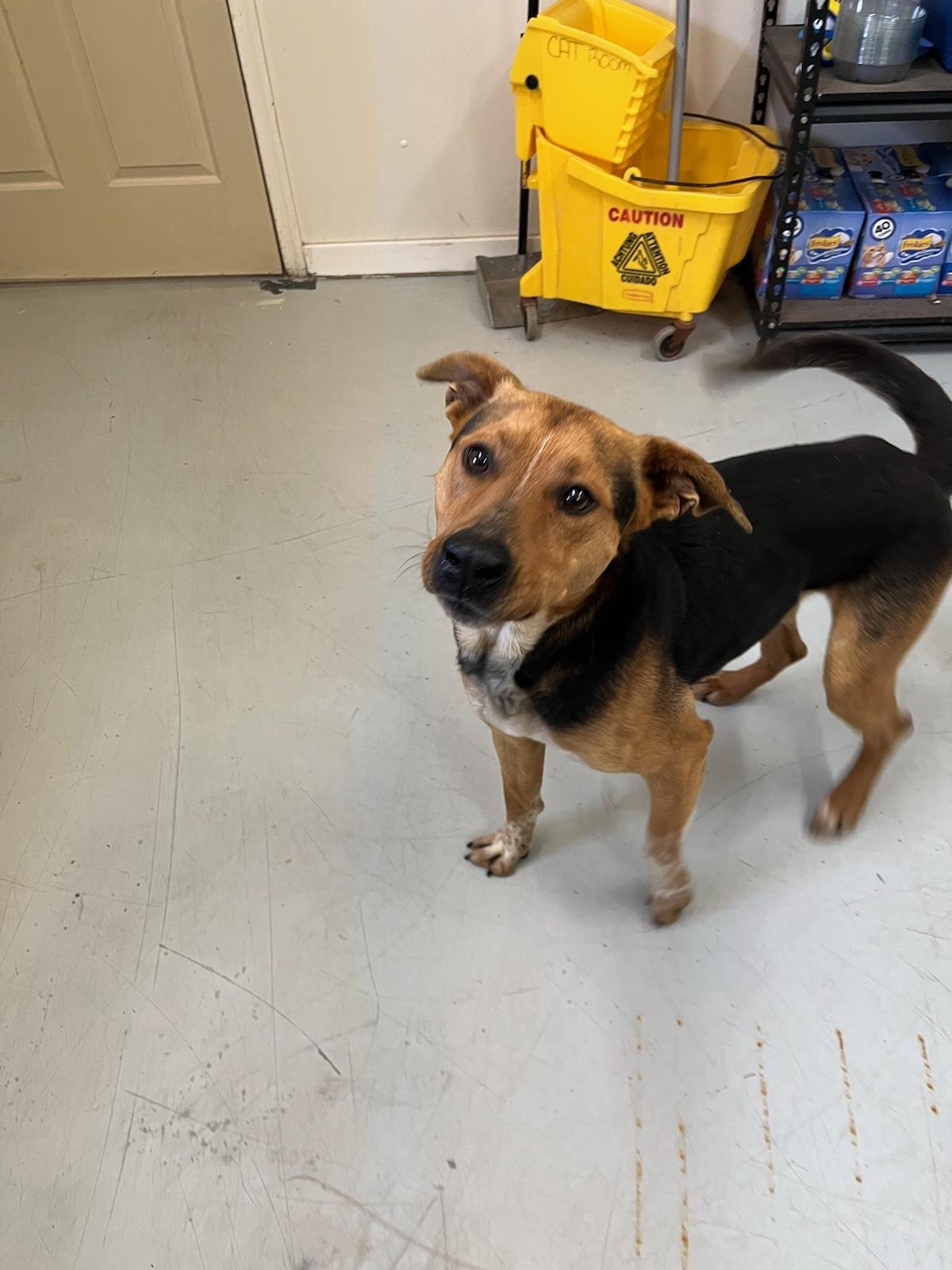 Hamilton is sweet and loves to play ball.