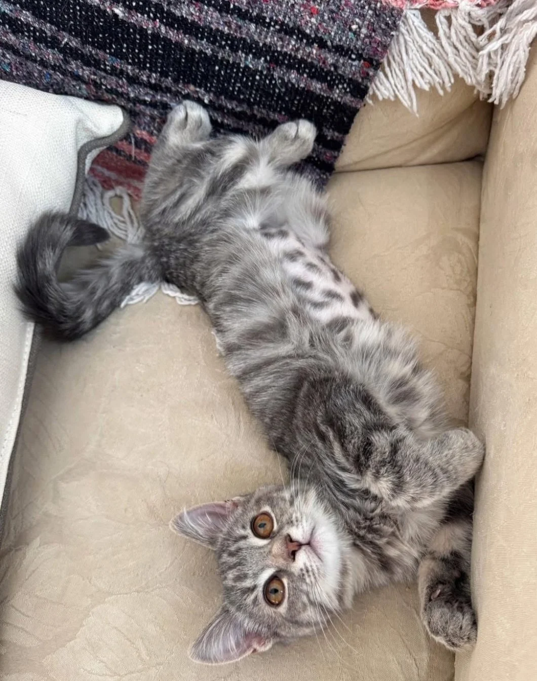 Saffron and Sorrel hagging out!