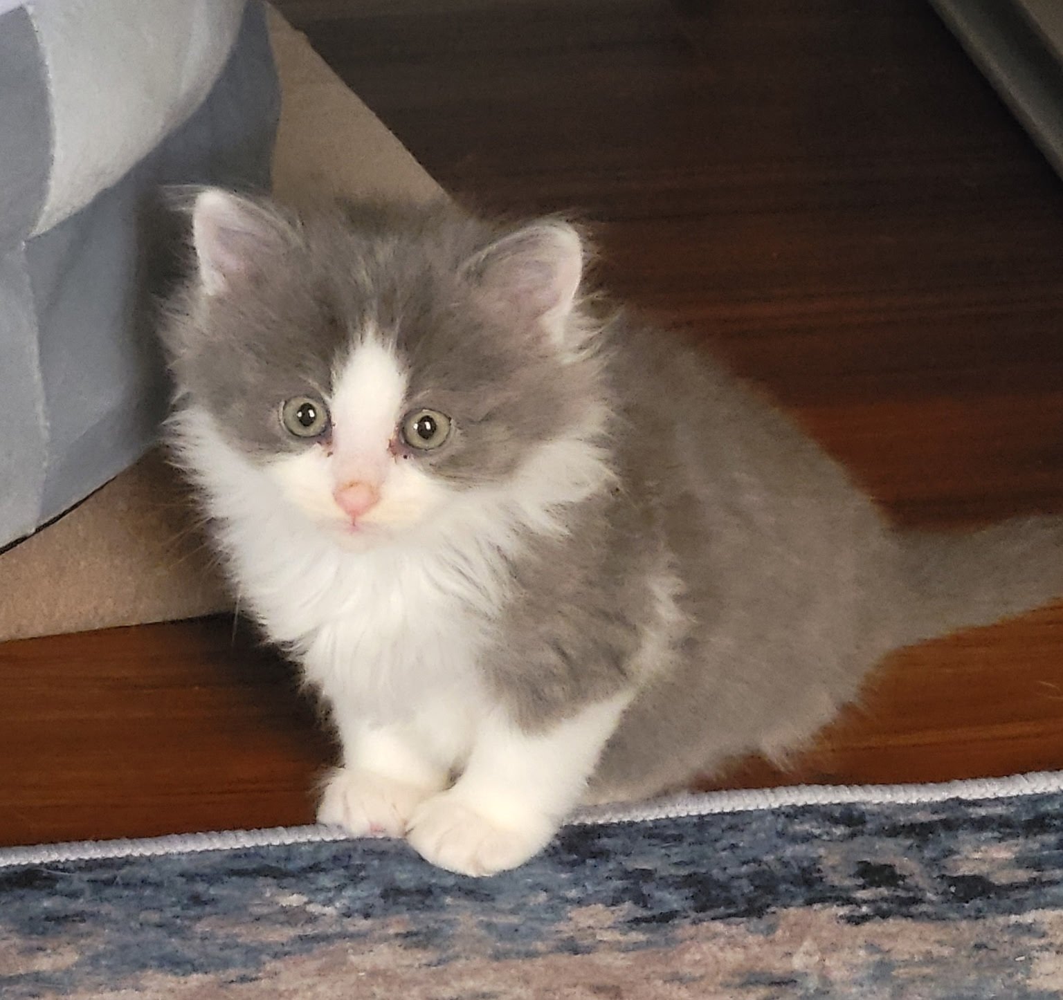 Grey Poupon - a tiny little 5 week old kitten found at a local campground.