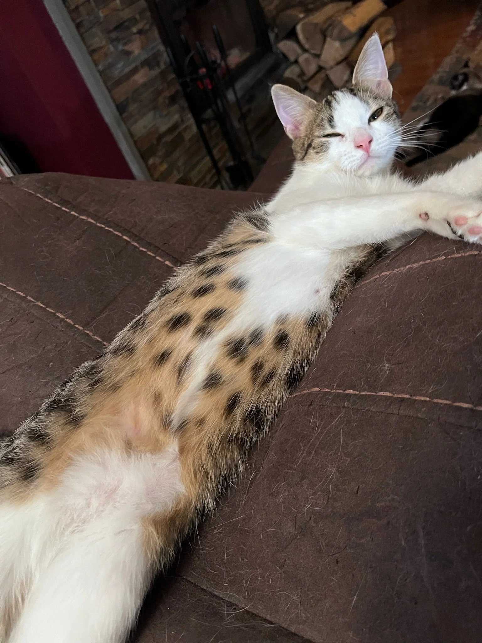 Tempest showing off cool markings!