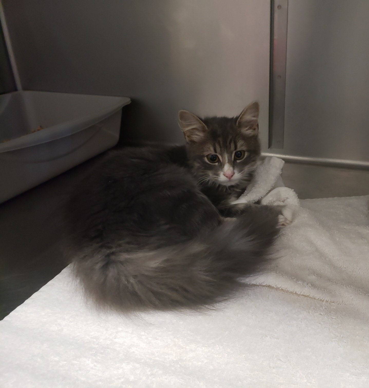 Shelly: 4 1/2 month old kitten trapped at a convenience store with her brother.