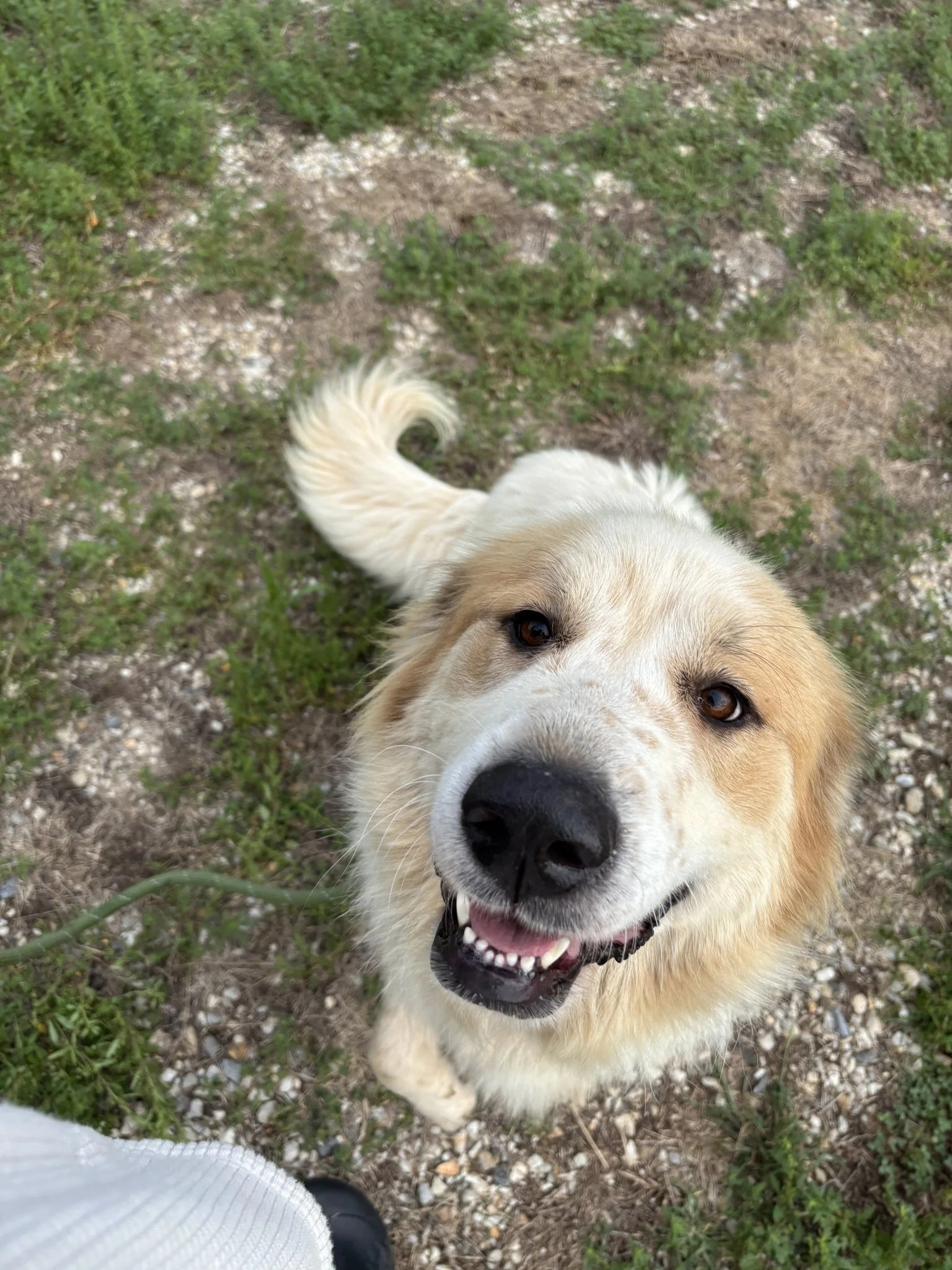 Doralee is a big, fluffy, beautiful Pyranees mix, about 3 years old.