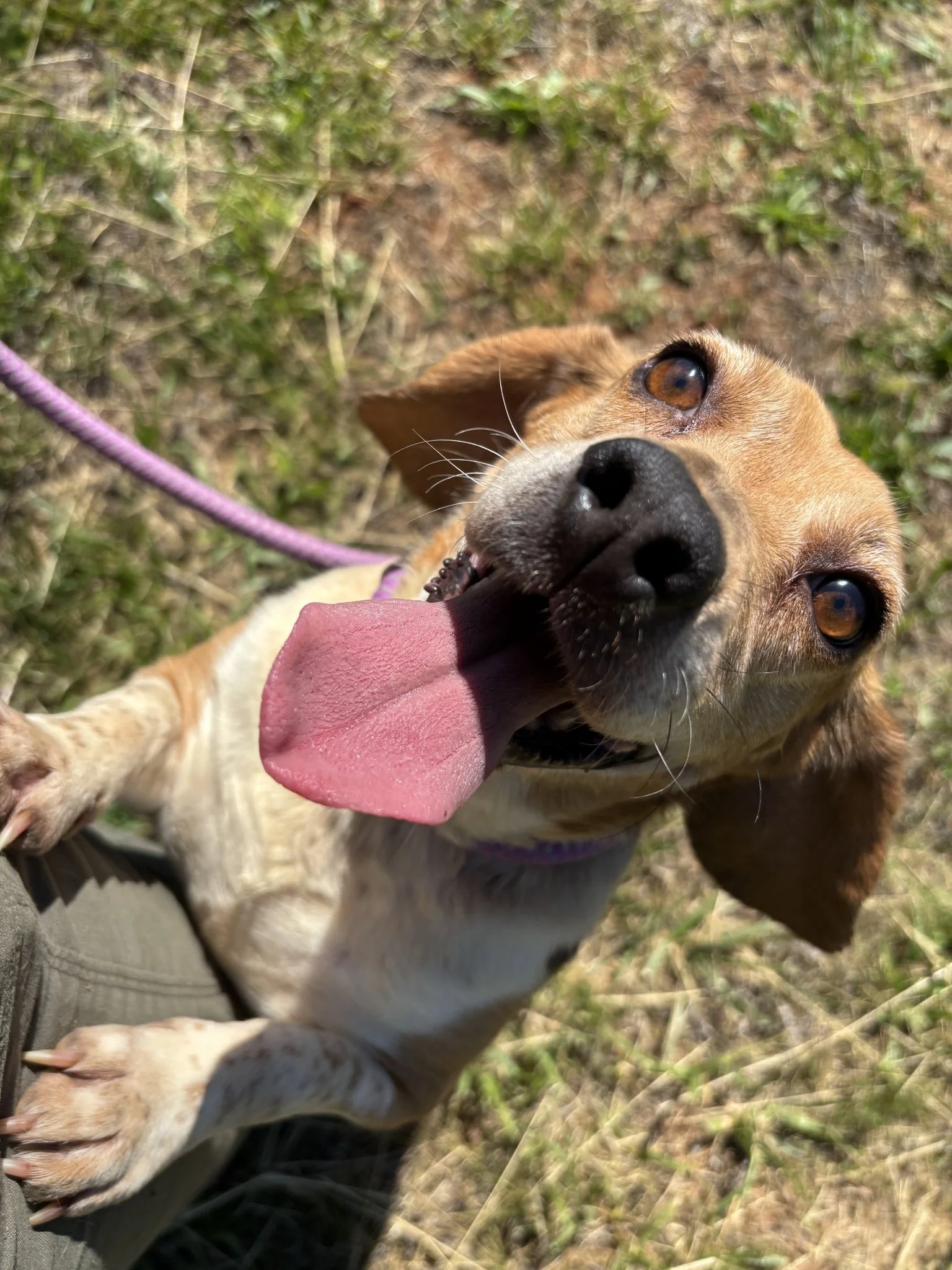 Liza loves every person and every dog. So, while she was at Animal Control,  we used her to test other dogs.  They all loved her too!  ♥️